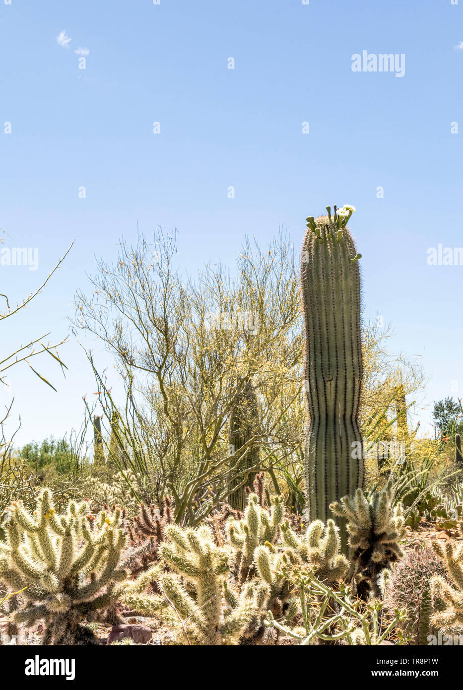 Sonoran desert sunset panorama hi-res stock photography and images - Alamy