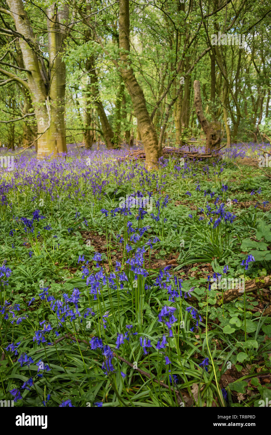 A spread of bluebells cover a small forest floor in early spring. Stock Photo