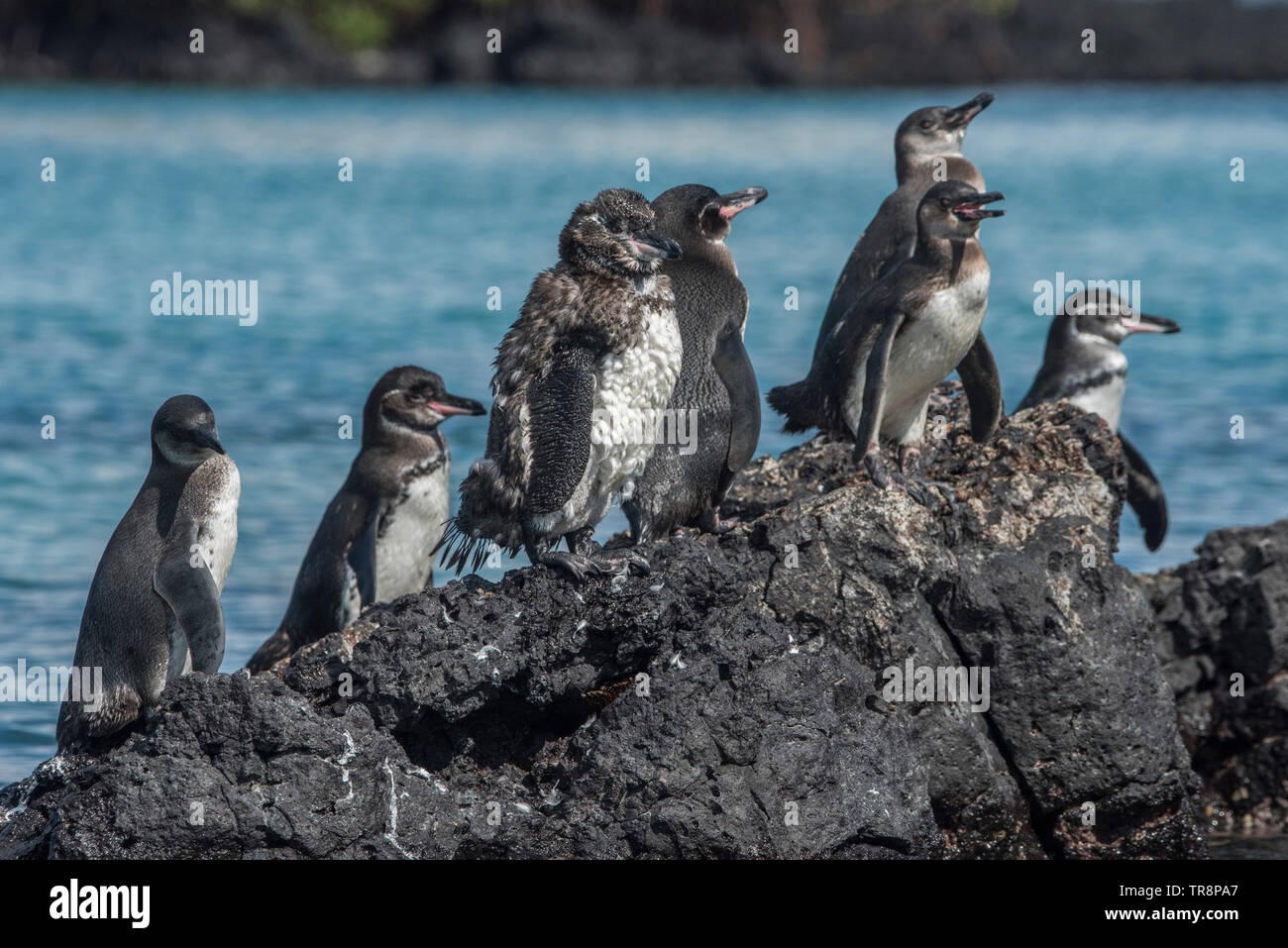 How can we help the galapagos penguin