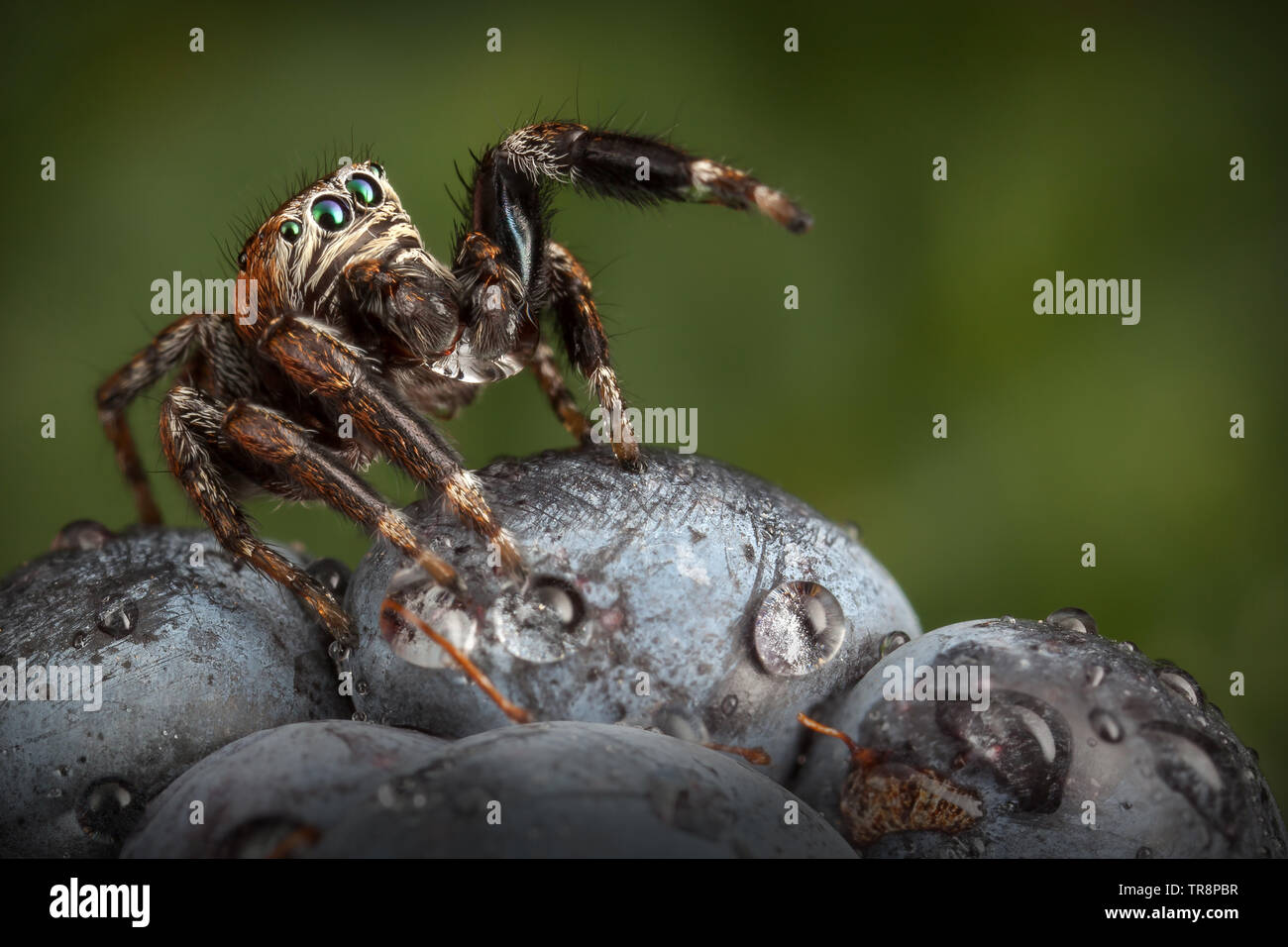 Jumping spider water drop hires stock photography and images Alamy