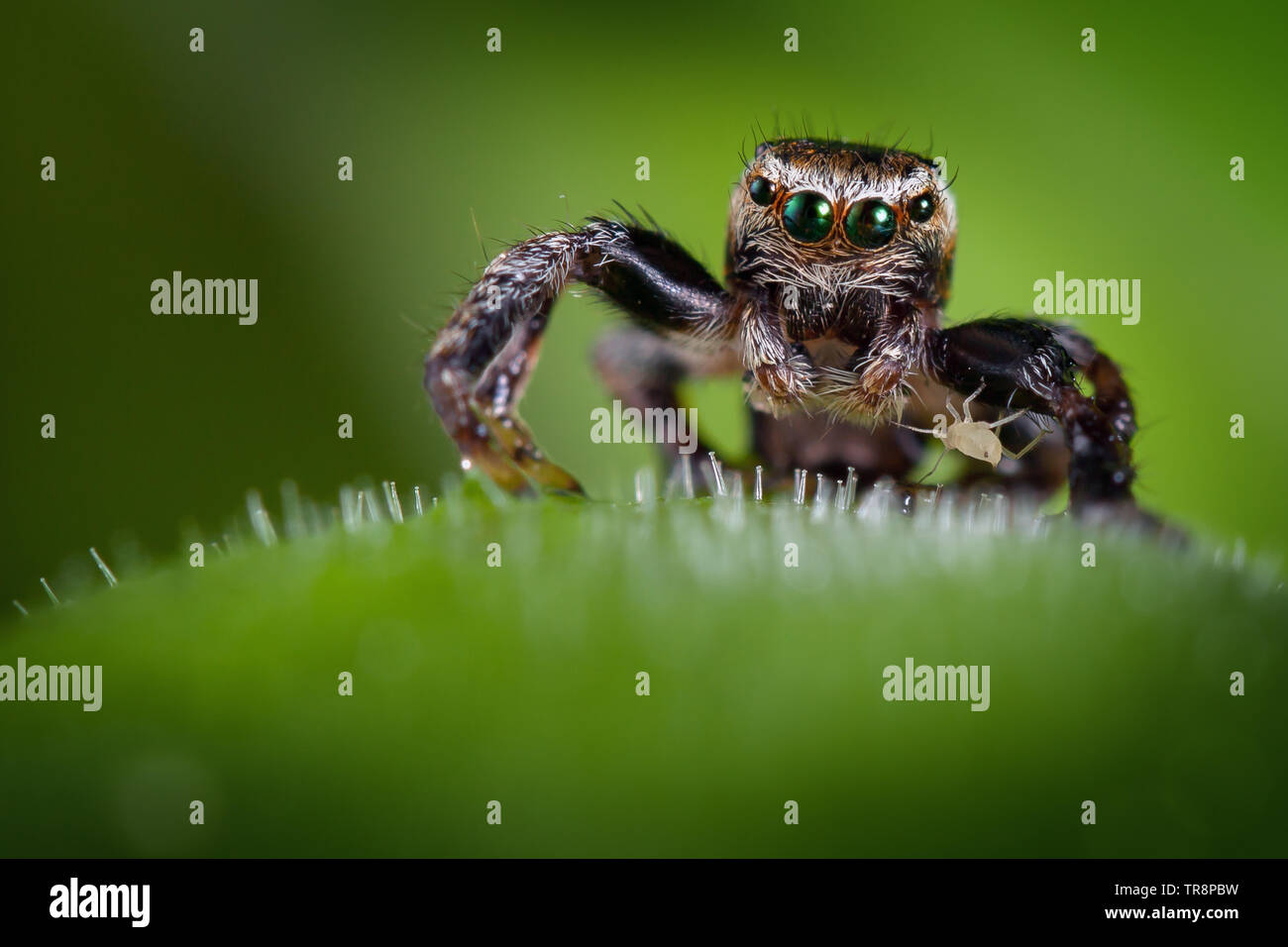 Jumping spider and the little and very brave aphis on the carnivorous plant Stock Photo