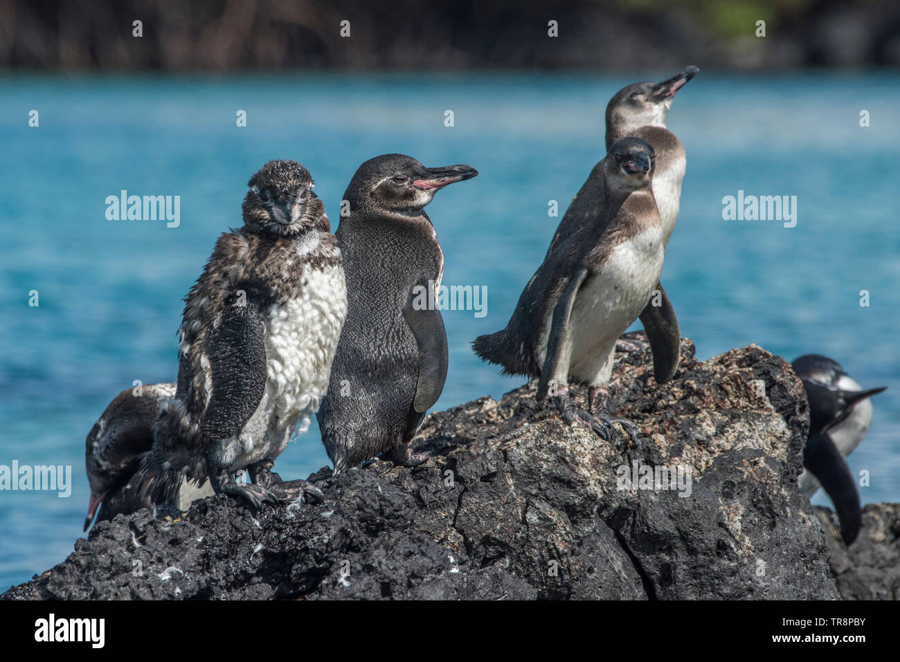 The galapagos penguin (Spheniscus mendiculus) is an endangered species