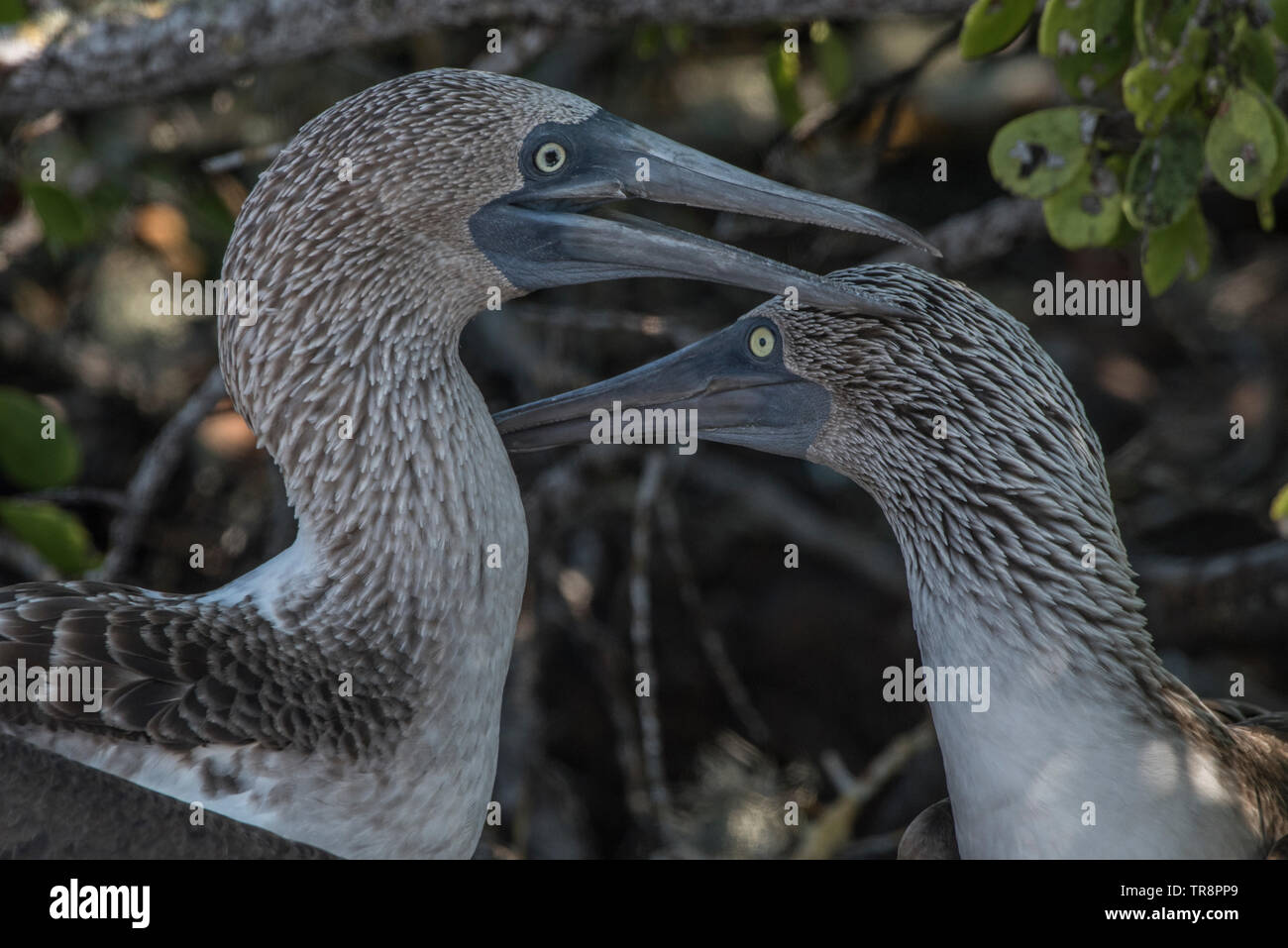 A pair of blue footed boobies (Sula nebouxii excisa), from the Galapagos islands, Ecuador.  A galapagos endemic subspecies. Stock Photo