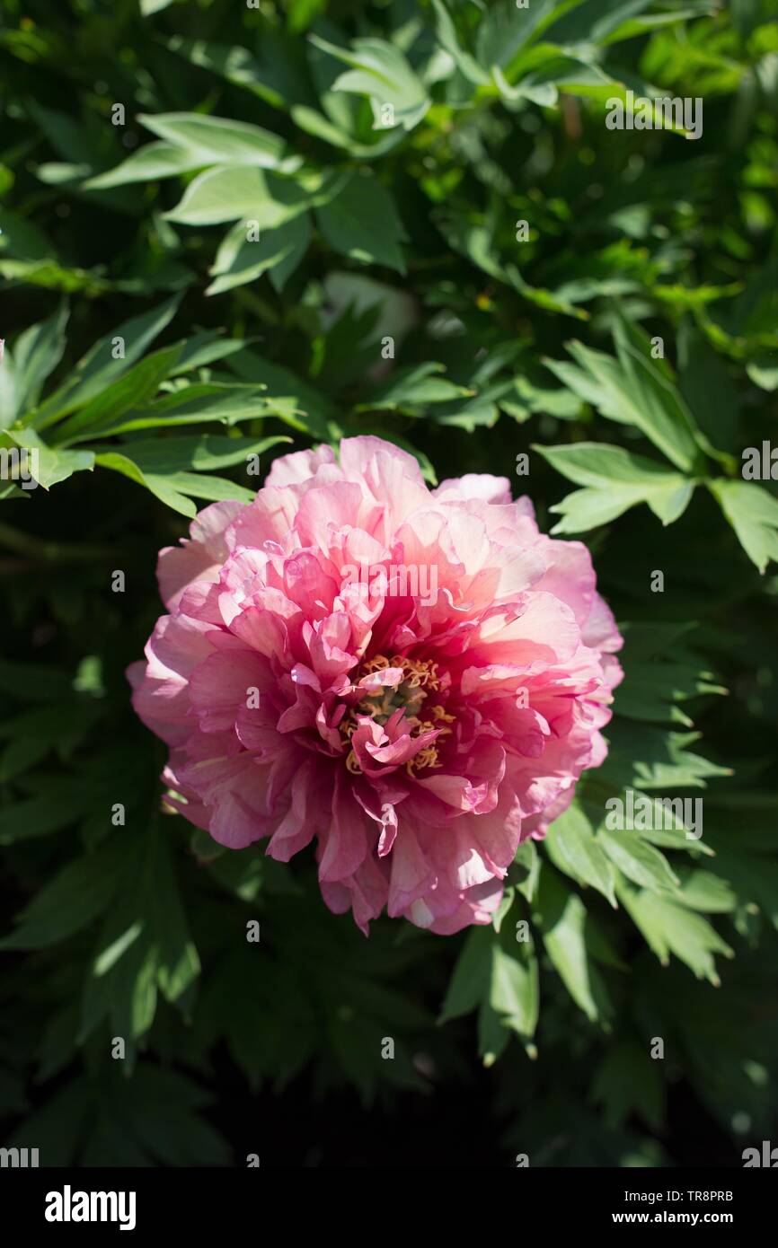 Paeonia Hillary High Resolution Stock Photography And Images Alamy