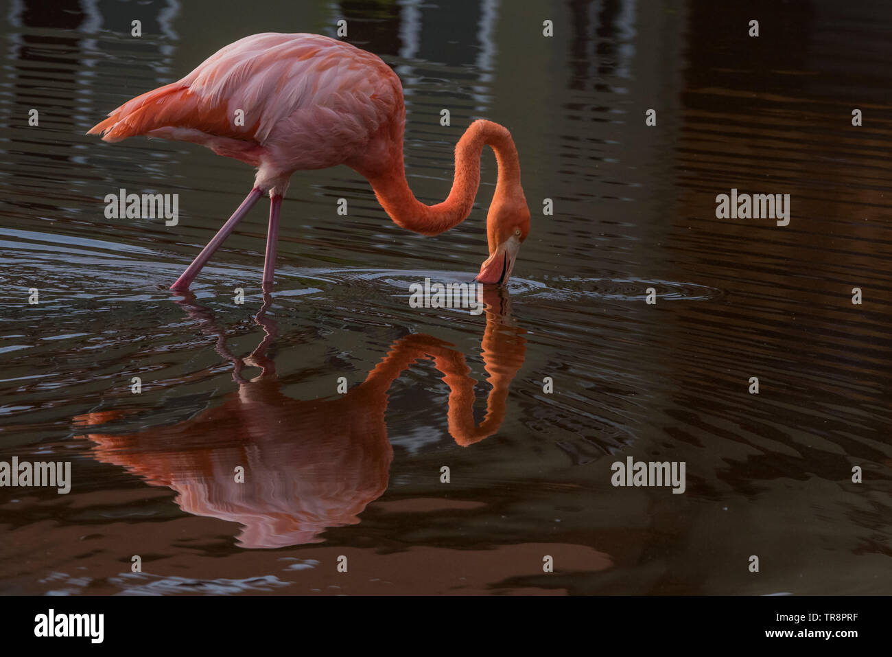 A wild american flamingo, Phoenicopterus ruber glyphorhynchus, from Isabela island in Ecuador. The birds in the Galapagos are considered a subspecies. Stock Photo