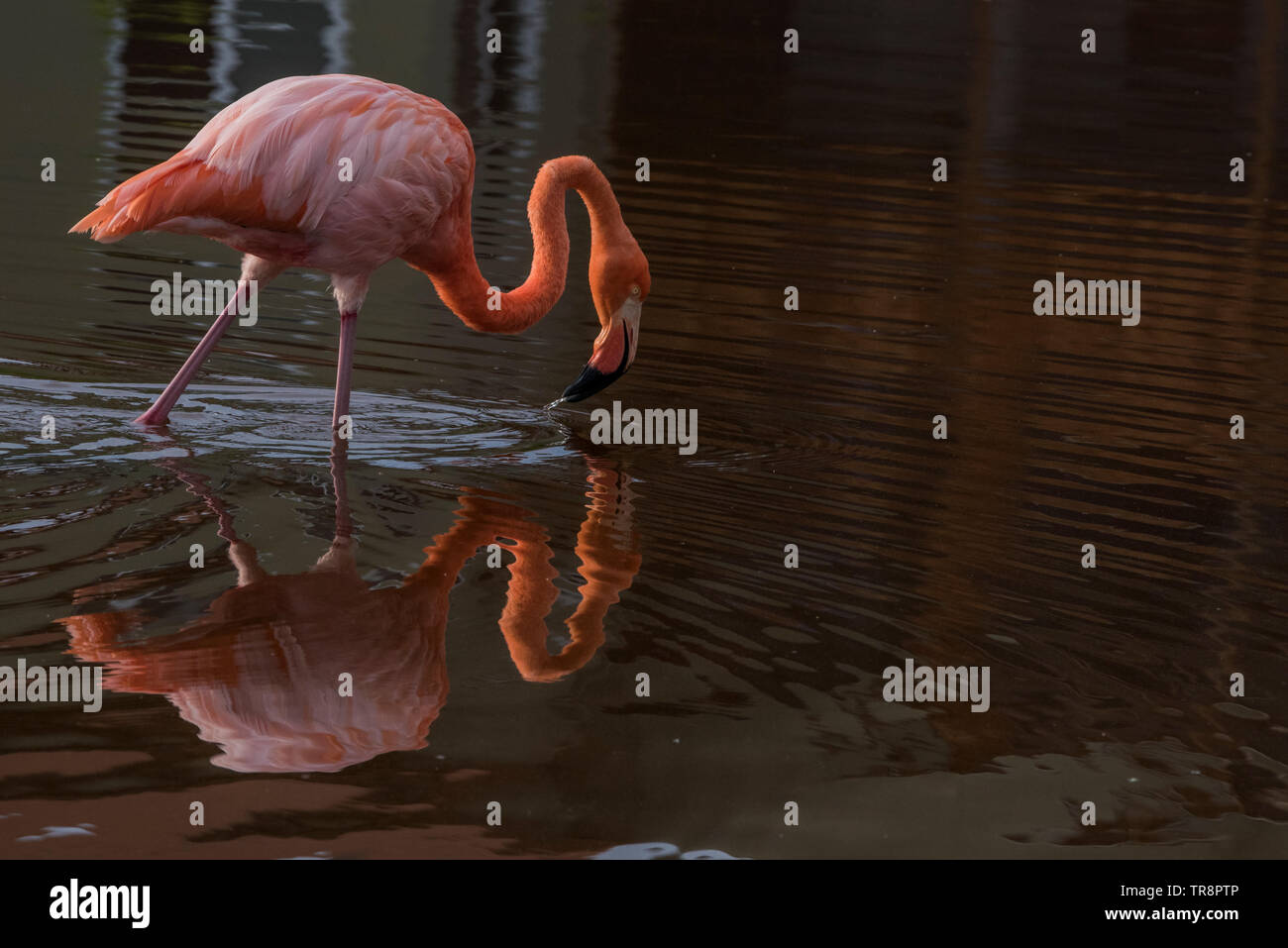 A wild american flamingo, Phoenicopterus ruber glyphorhynchus, from Isabela island in Ecuador. The birds in the Galapagos are considered a subspecies. Stock Photo