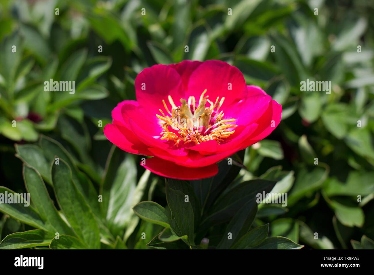 Fairy princess peony adelman peony hi-res stock photography and images