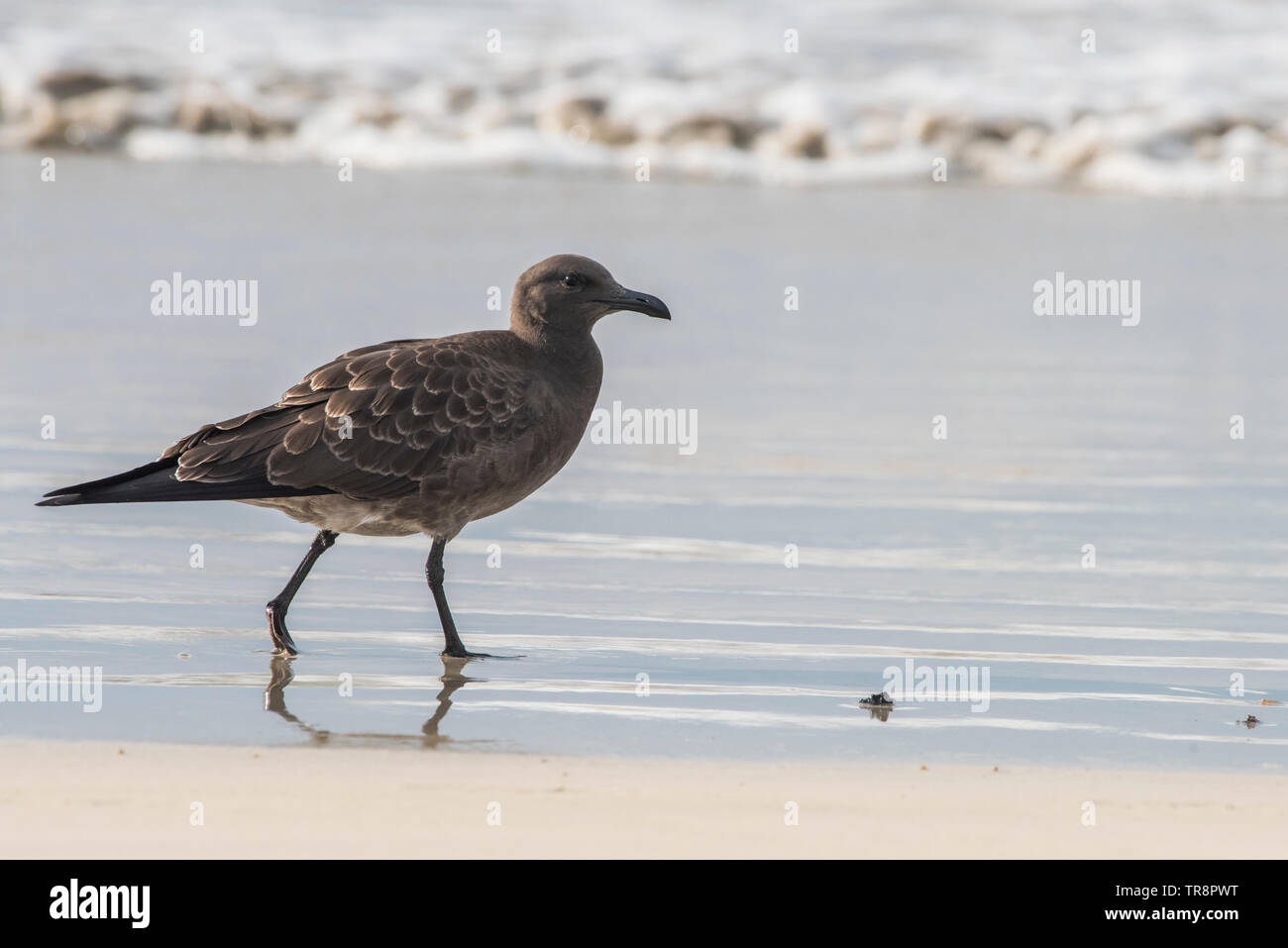A lava gull (Leucophaeus fuliginosus) from Isabela island in the Galapagos. Endemic to the islands, its is considered the rarest gull species. Stock Photo