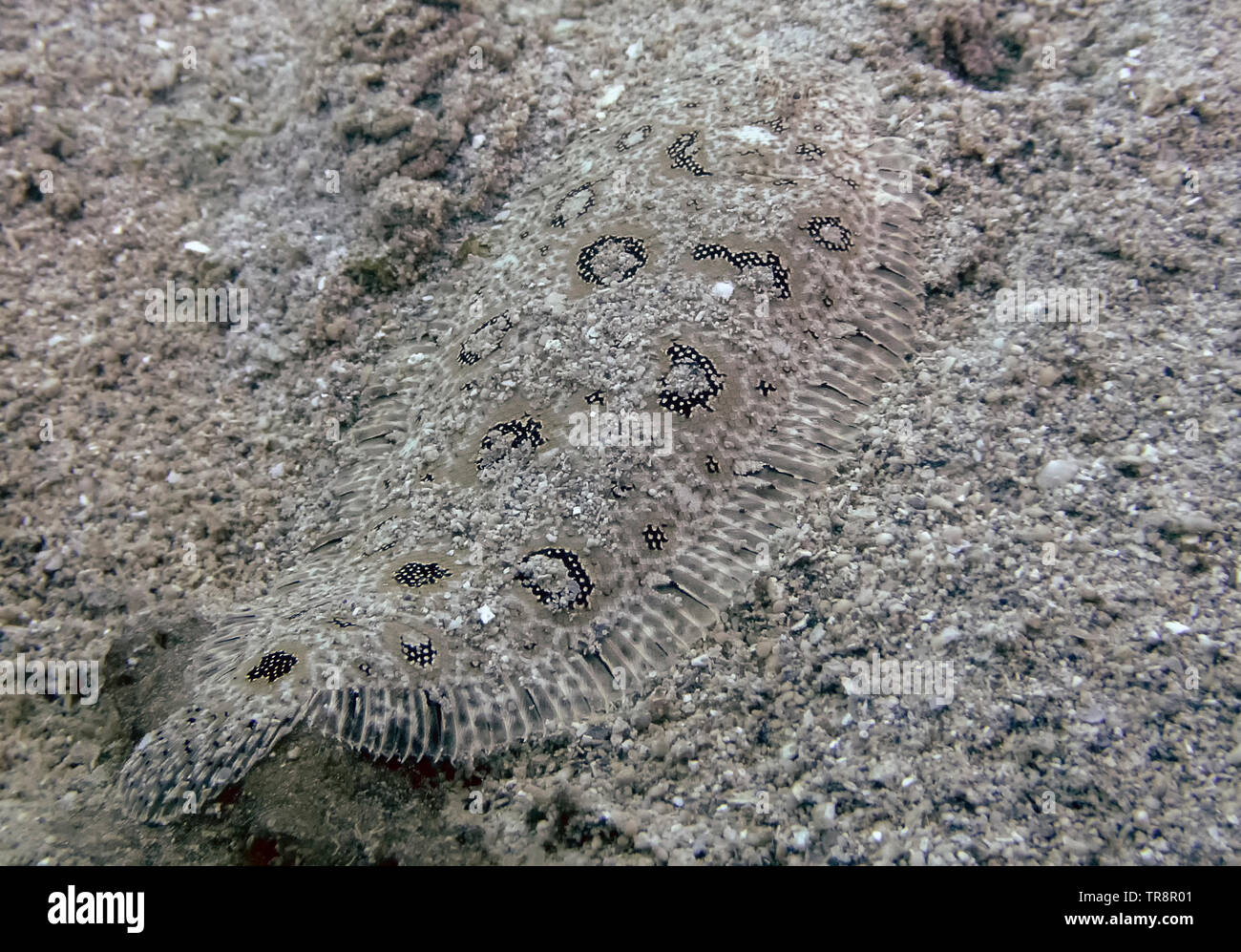 Angler Flatfish (Asterorhombus fijiensis) blending in to the ocean floor Stock Photo