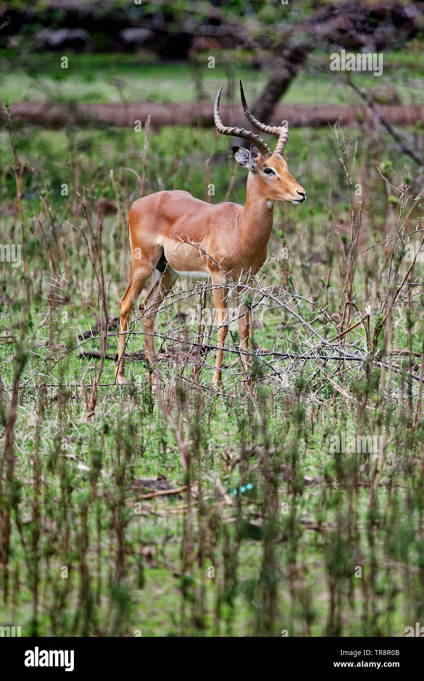 Impala - Aepyceros melampus Stock Photo