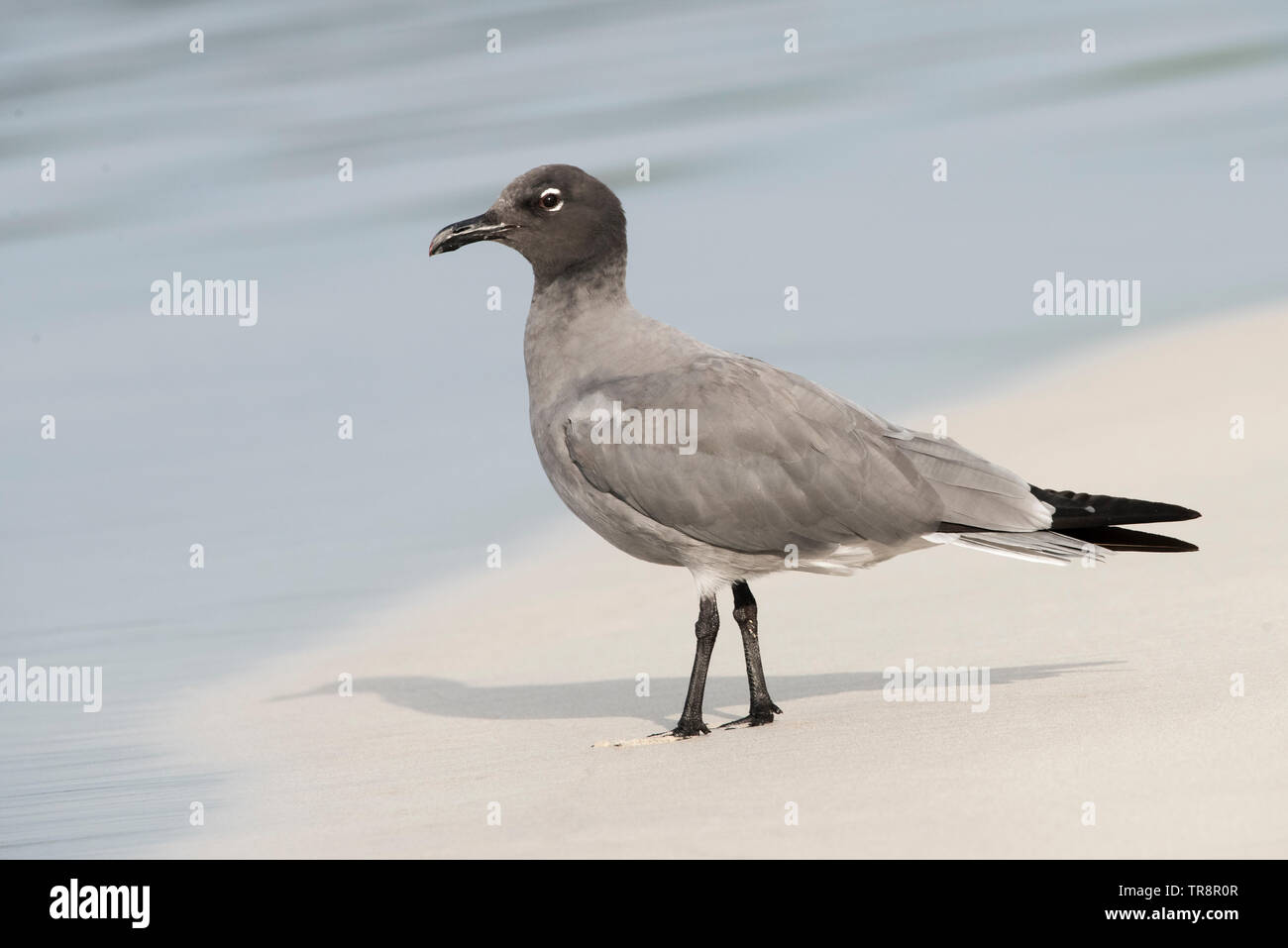 A lava gull (Leucophaeus fuliginosus) from Isabela island in the Galapagos. Endemic to the islands, its is considered the rarest gull species. Stock Photo