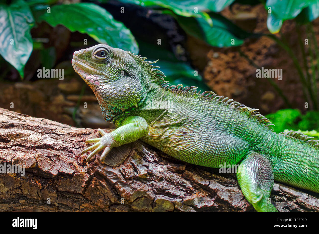 Chinese water dragon Physignathus cocincinus Stock Photo Alamy