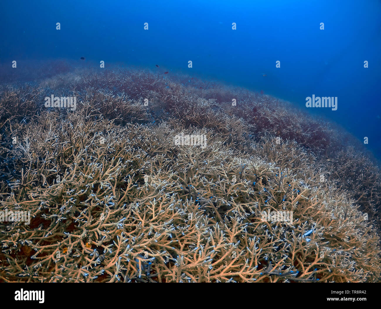 Extensive Branch Coral (Acropora florida) on a reef in El Nido, Palawan, Philippines Stock Photo