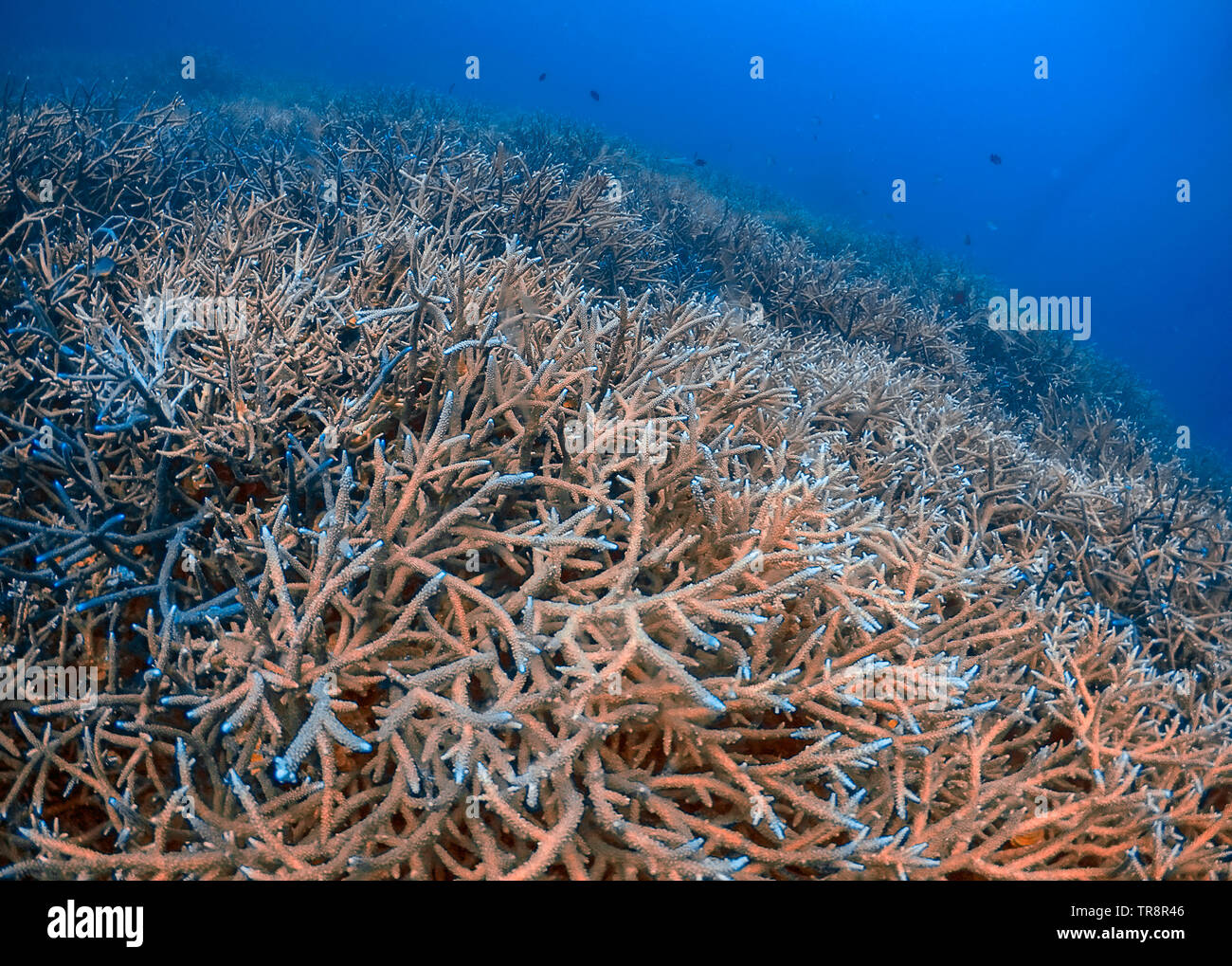 Extensive Branch Coral (Acropora florida) on a reef in El Nido, Palawan, Philippines Stock Photo