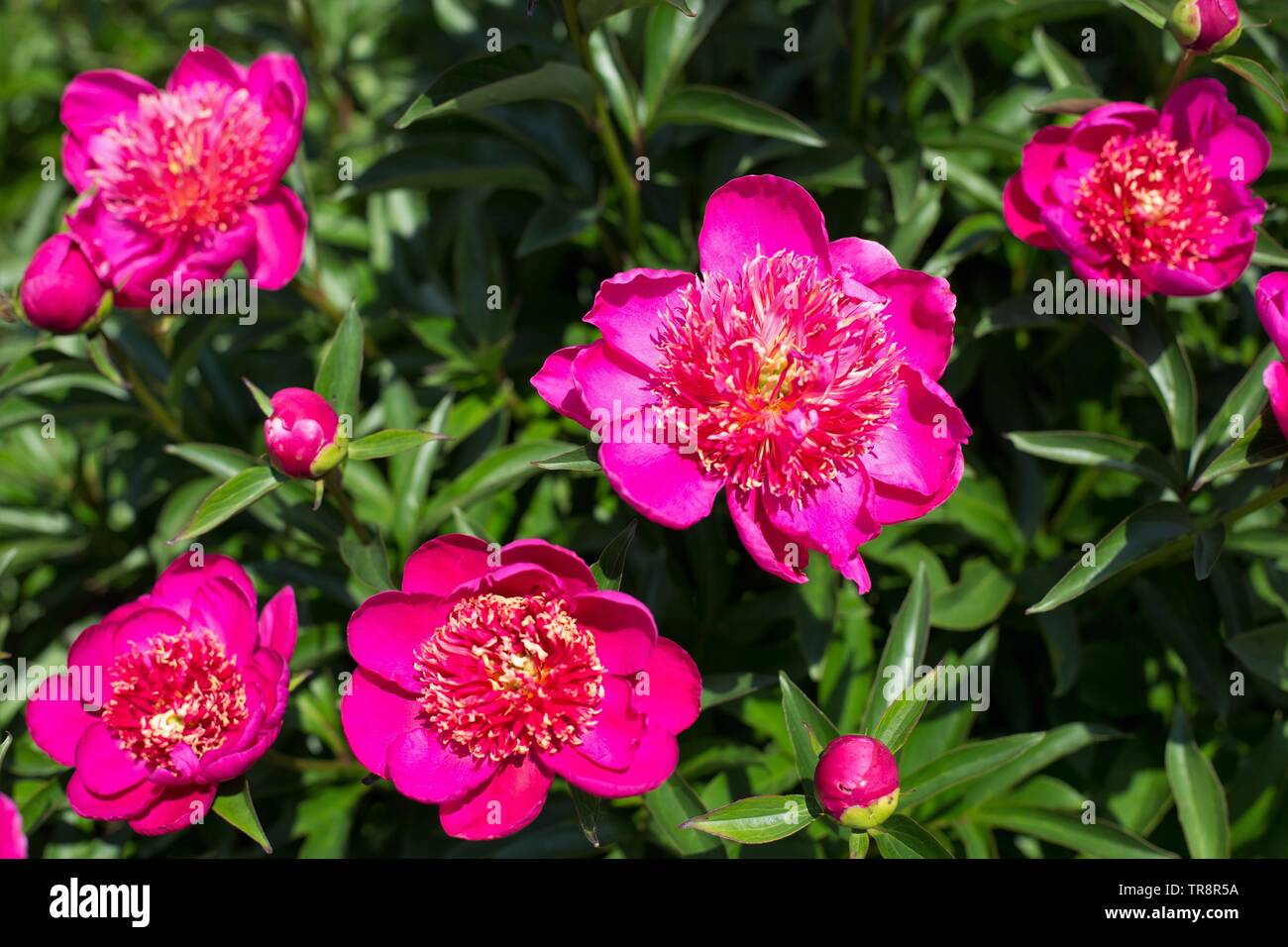 Peony Leslie Peck at Adelman Peony Gardens in Salem, Oregon, USA Stock