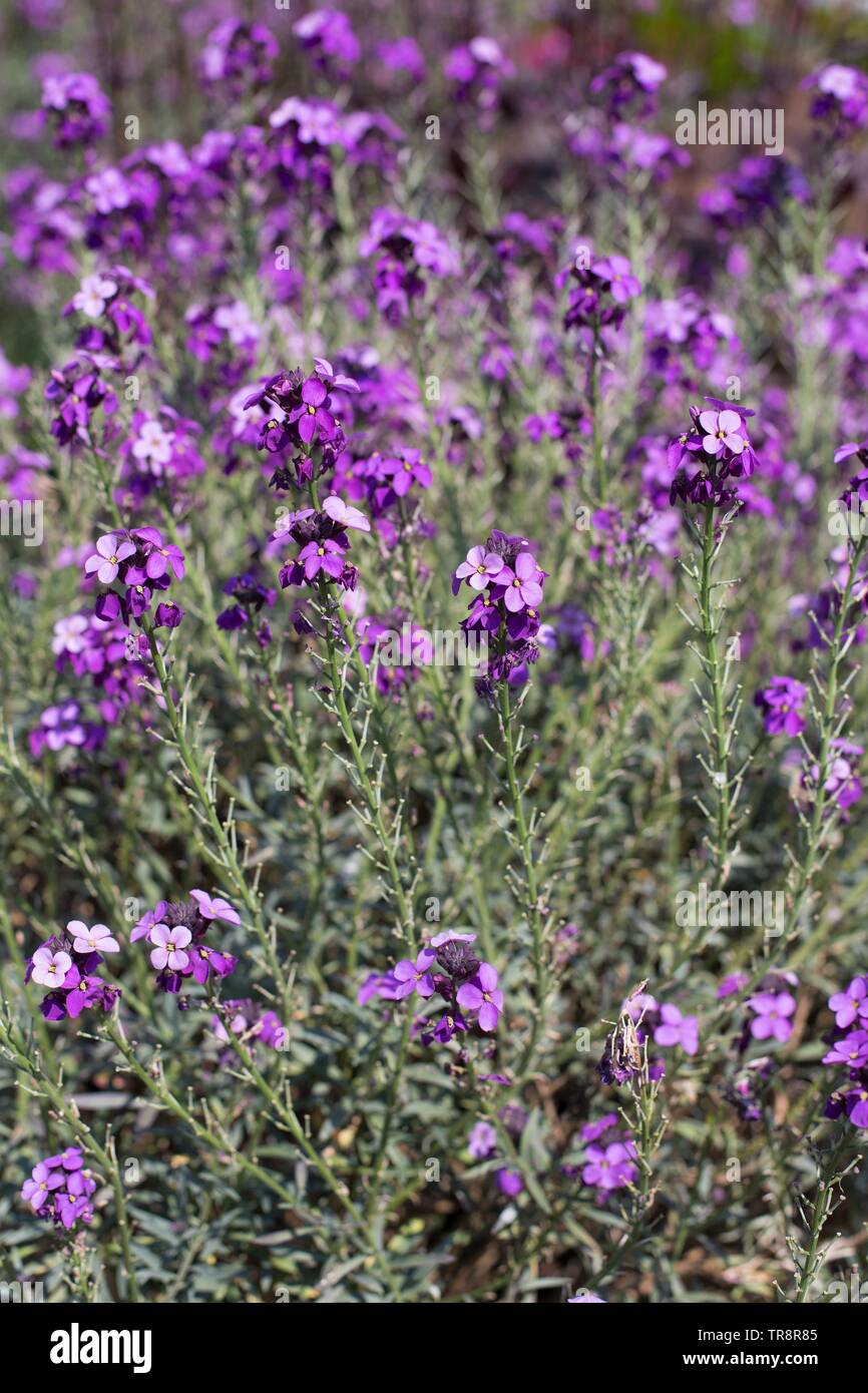 Erysimum 'Bowles' Mauve' at Adelman Peony Gardens in Salem, Oregon, USA