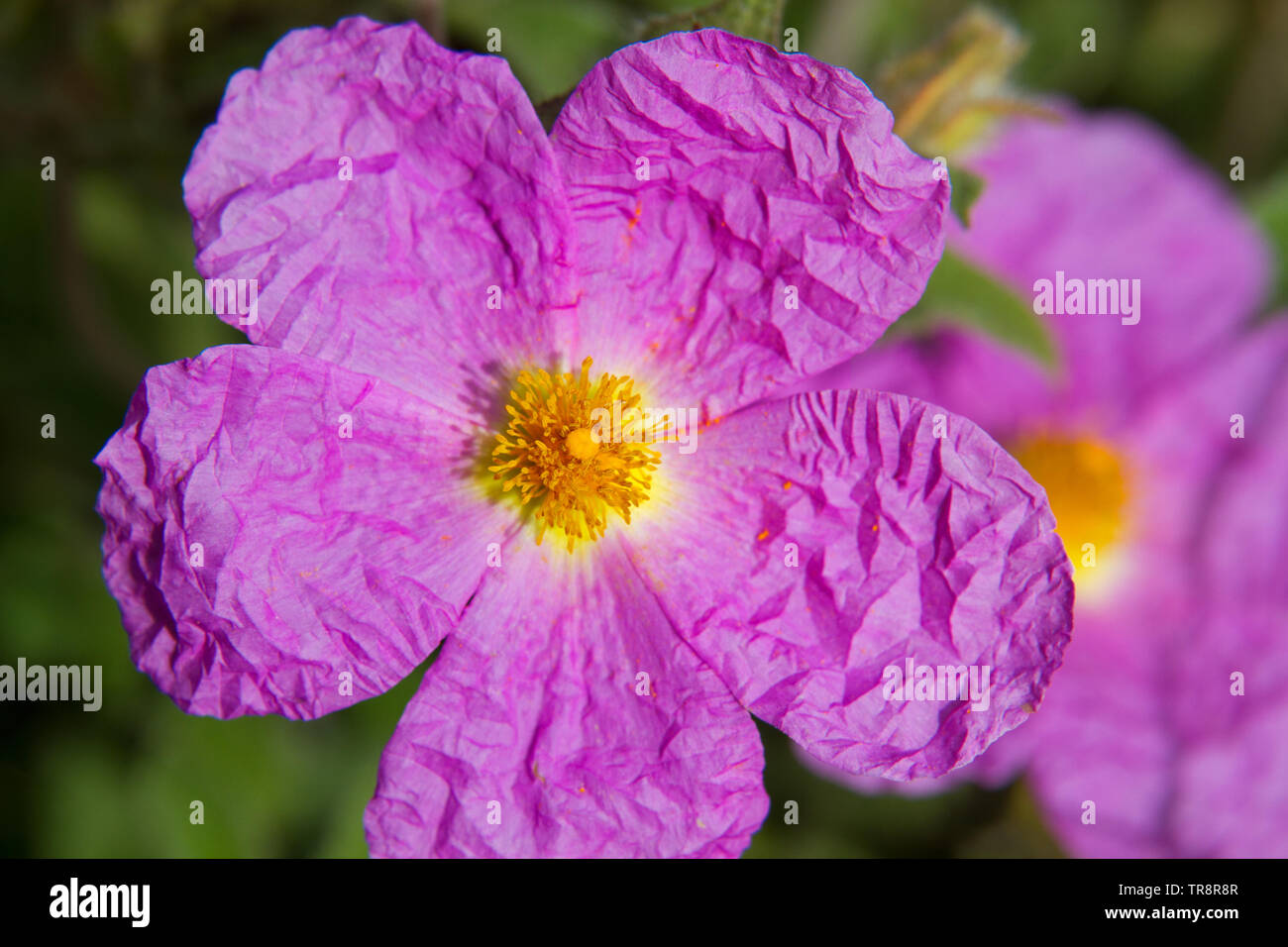 Close-up of the purple, wrinkly flower of Cretan Rockrose, Cistus creticus Stock Photo