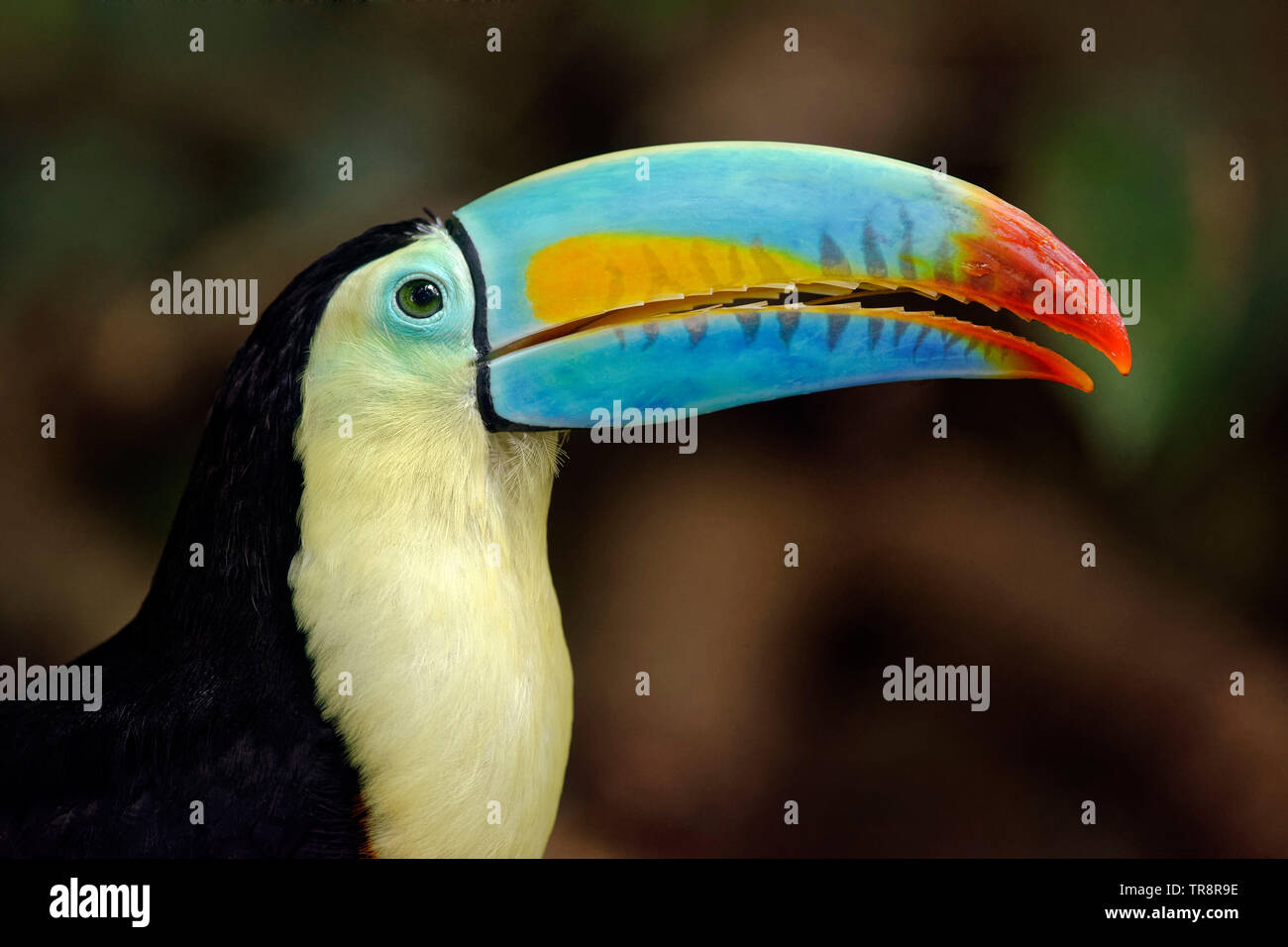 Keel-billed toucan - Ramphastos sulfuratus Stock Photo