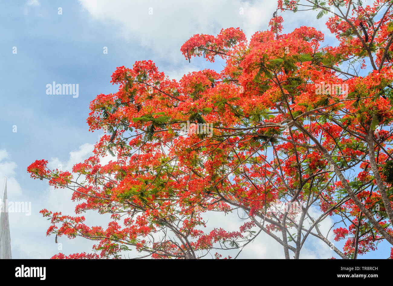 Phoenix flower hi-res stock photography and images - Alamy
