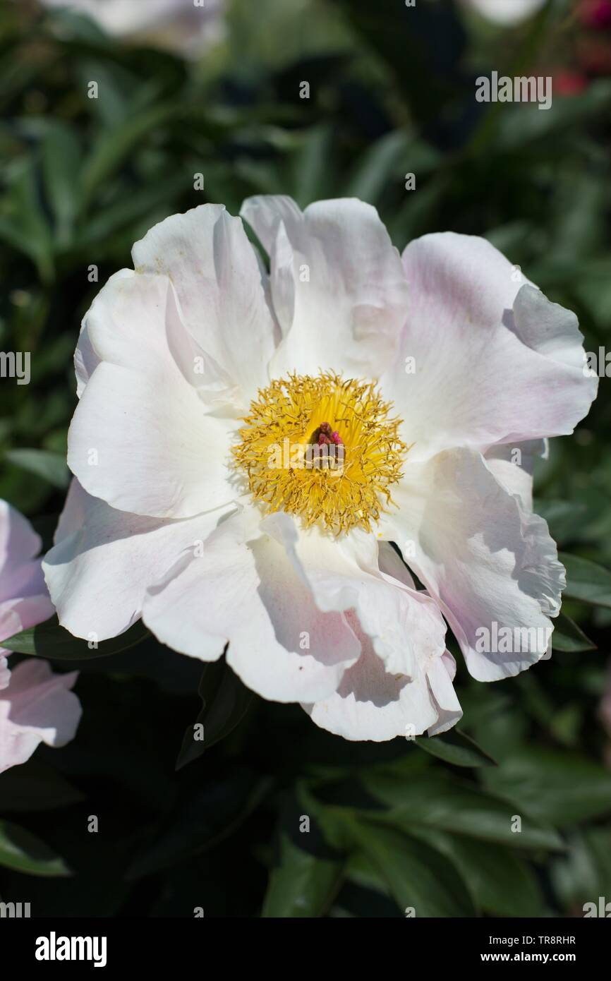 Peony Chiffon Clouds at Adelman Peony Gardens in Salem, Oregon, USA ...