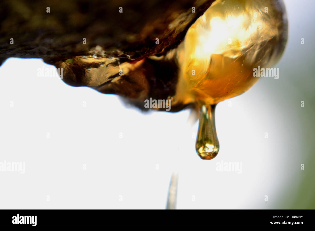 Amber, drop of tree resin Stock Photo