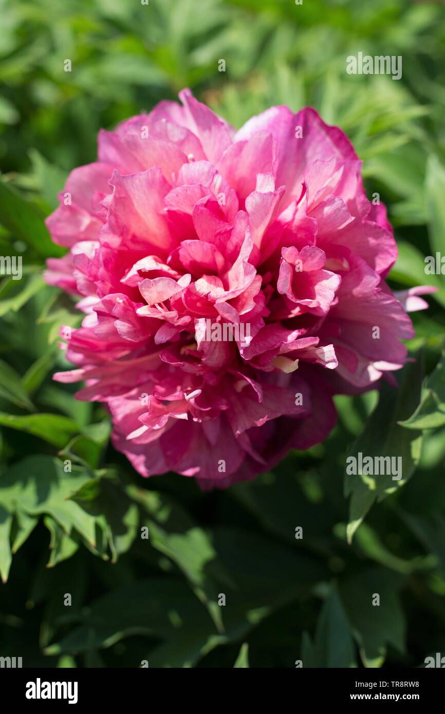 Intersectional Peony Hillary At Adelman Peony Gardens In Salem Oregon Usa Stock Photo Alamy