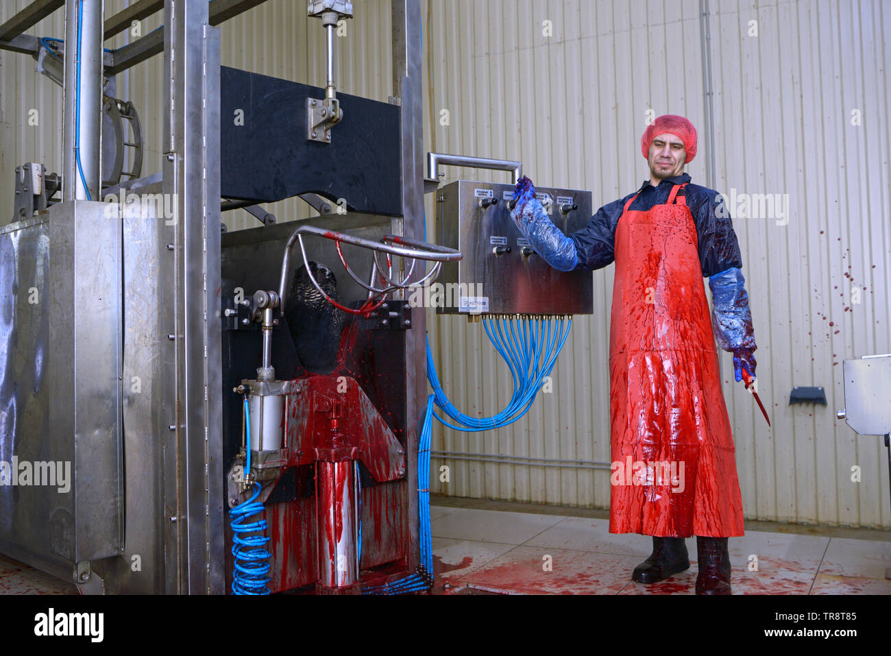 At the slaughterhouse. Worker standing in front of pneumatic stunning killing box, a caw inside after slaughter. April 22, 2019. Kiev, Ukraine Stock Photo