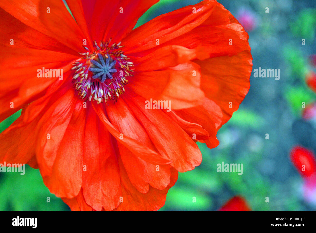 Blooming red-coral poppy, close-up detail, soft blurry green grass and grey soil background bokeh, top view Stock Photo