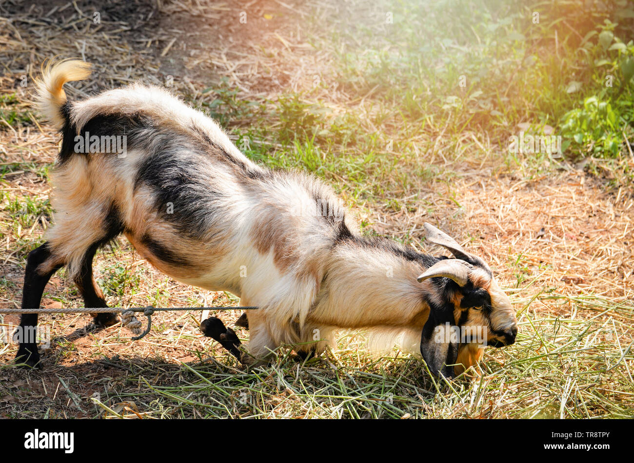 Goat farm with rope interpreter in the neck / Tie rope animal Stock