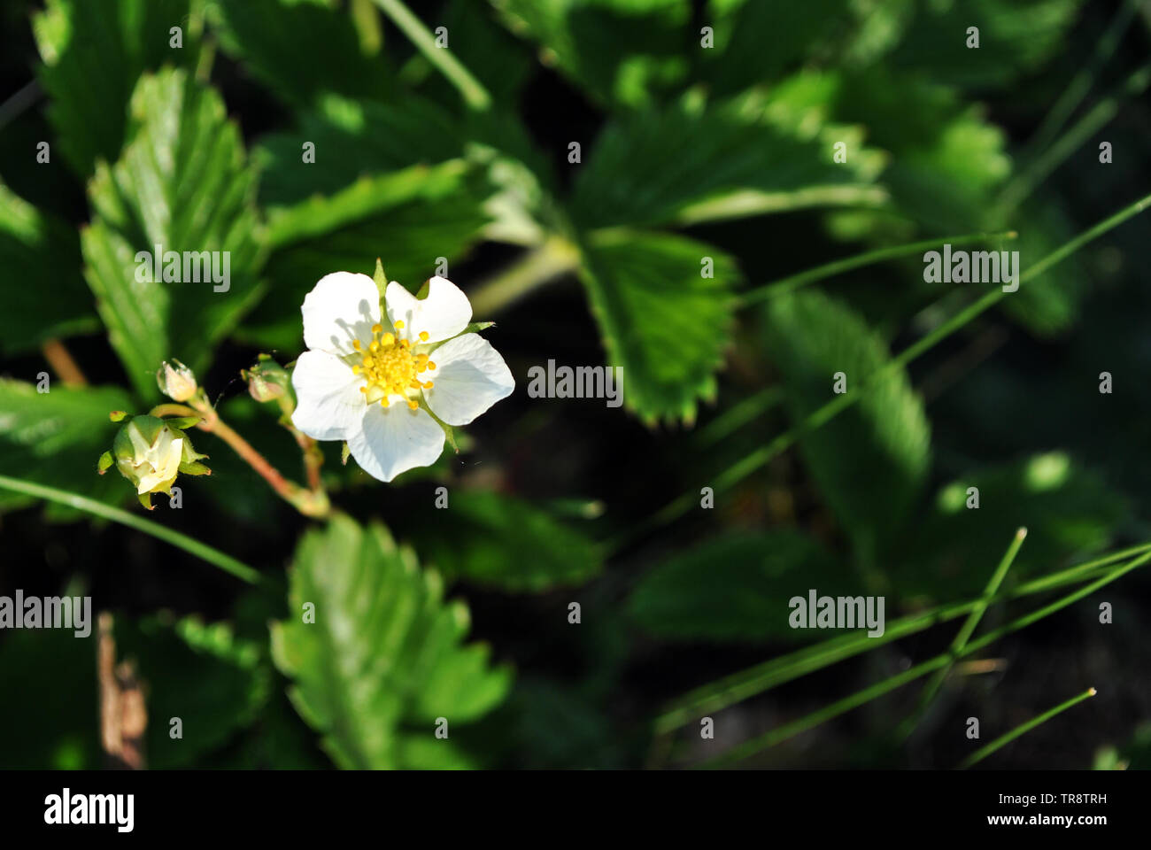 Strawberry flower buds hi-res stock photography and images - Alamy
