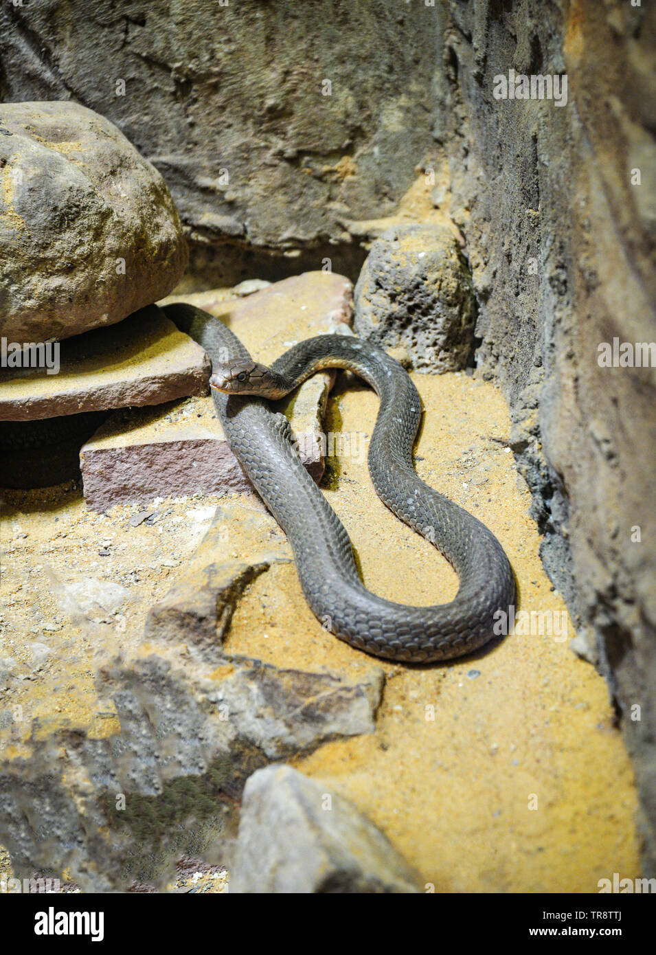 King cobra lying on the rock ground / Ophiophagus hannah Stock Photo