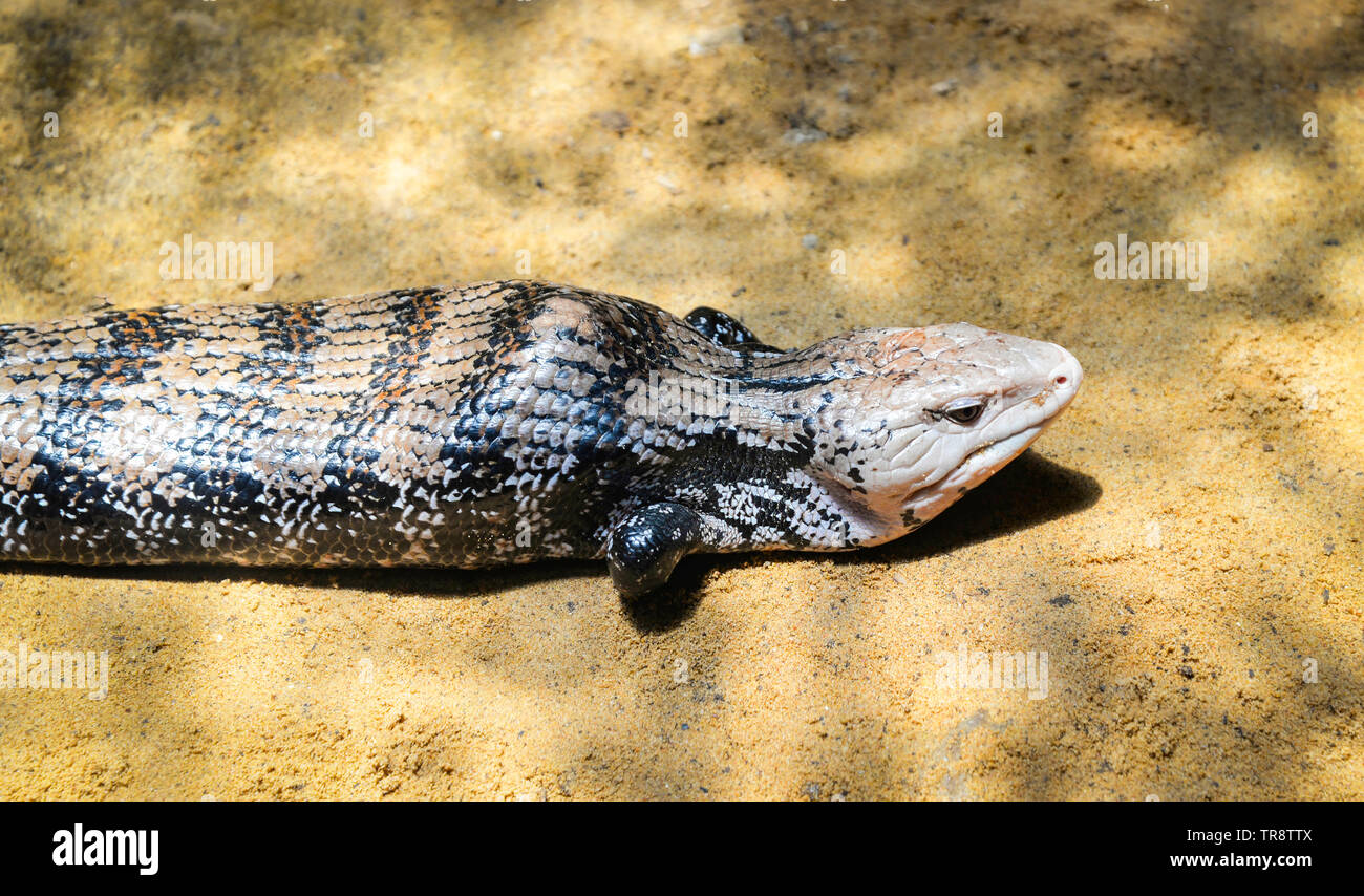 Blue tongued skink lying on the ground / Tiliqua scincoides Stock Photo