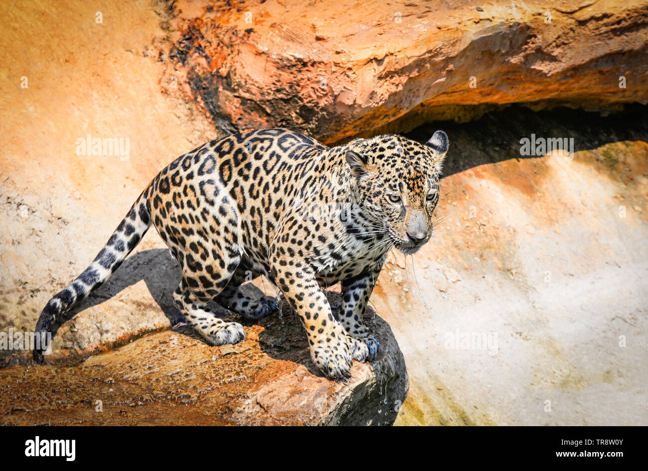 jaguar animal hunting / beautiful jaguar sitting on rock looking food stalking follow its prey in jungle nature wildlife national park Stock Photo - Alamy jaguar animal hunting / beautiful jaguar sitting on rock looking food stalking follow its prey in jungle nature wildlife national park Stock Photo - Alamy