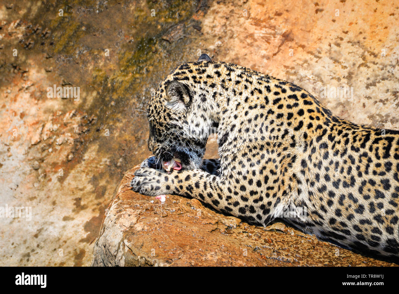 jaguar animal hunting eating its prey / tiger eats raw meat on nature wildlife national park Stock Photo