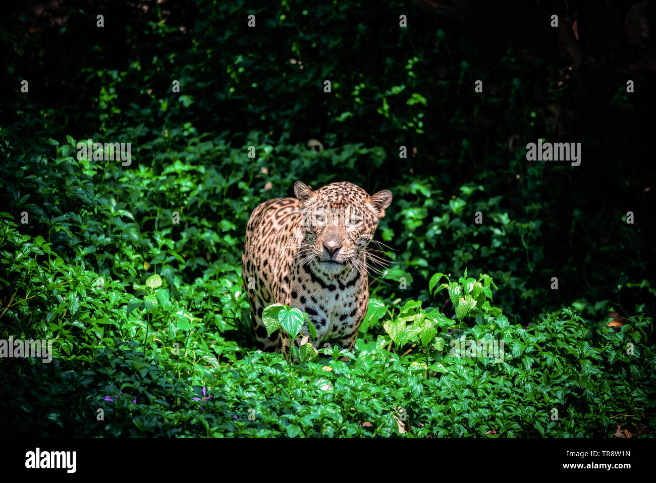 Tiger leopard jaguar animal wildlife hunting / beautiful jaguar walking