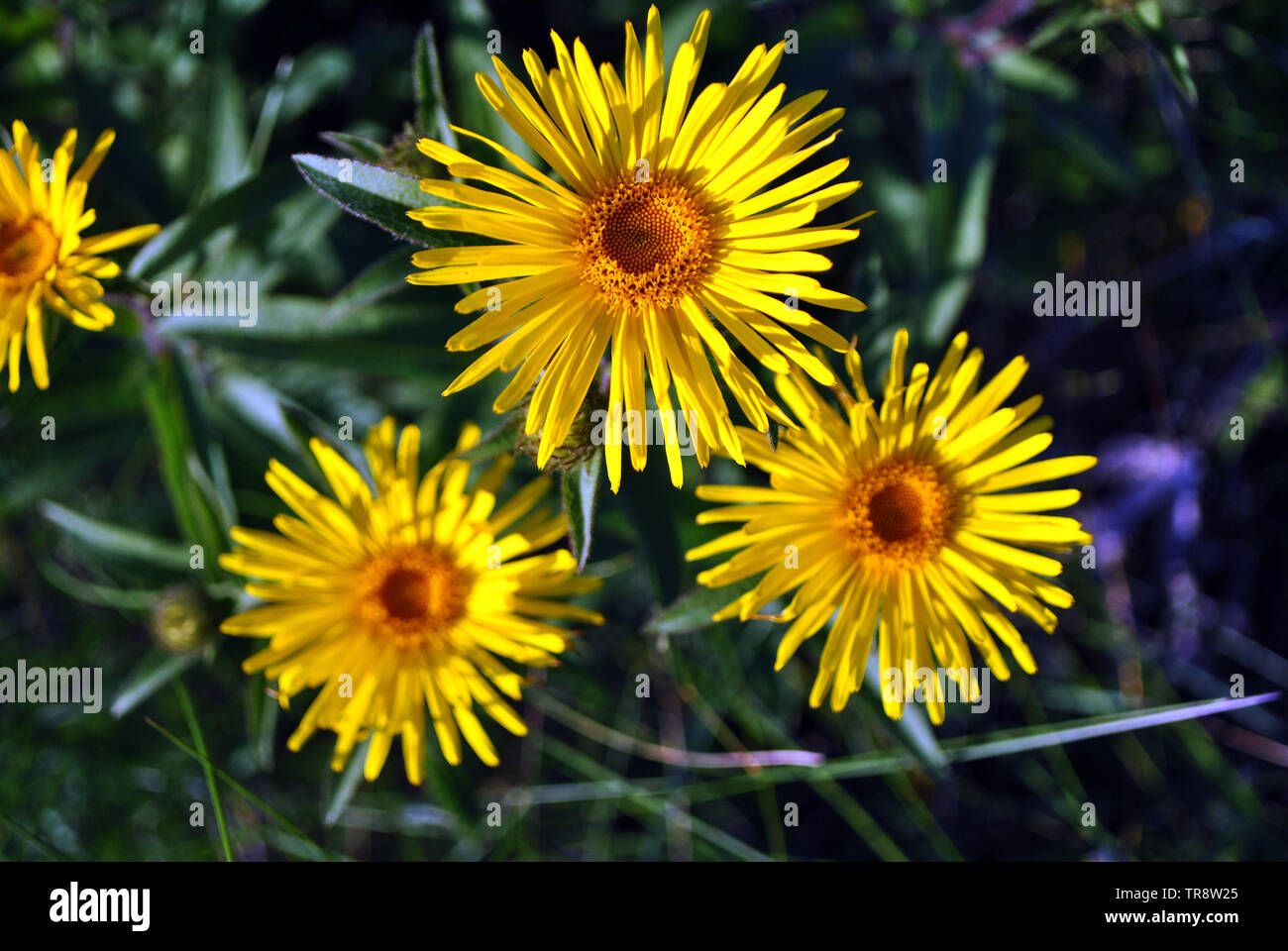 Doronicum plantagineum (the plantain-leaved leopard's-bane or plantain false leopardbane) blooming flowers on grass background, top view Stock Photo