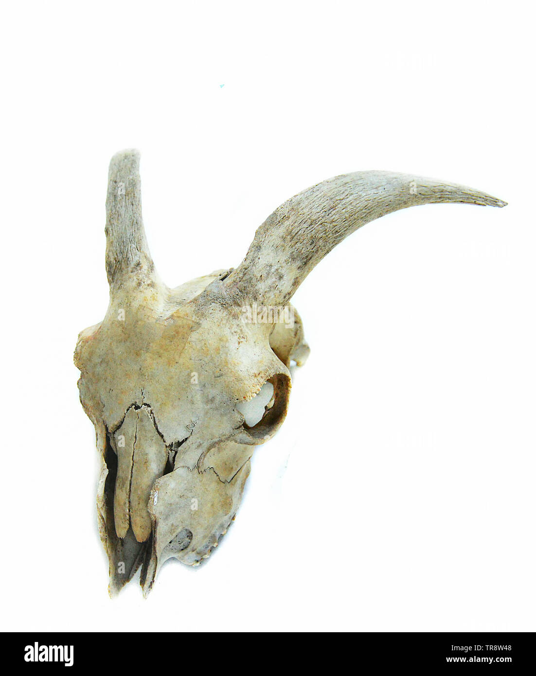 Bone horn goat animal skull isolated on white background Stock Photo