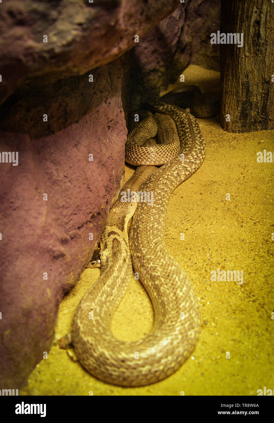 Indochinese or monocellate cobra lying on ground / Snake Naja kaouthia Stock Photo