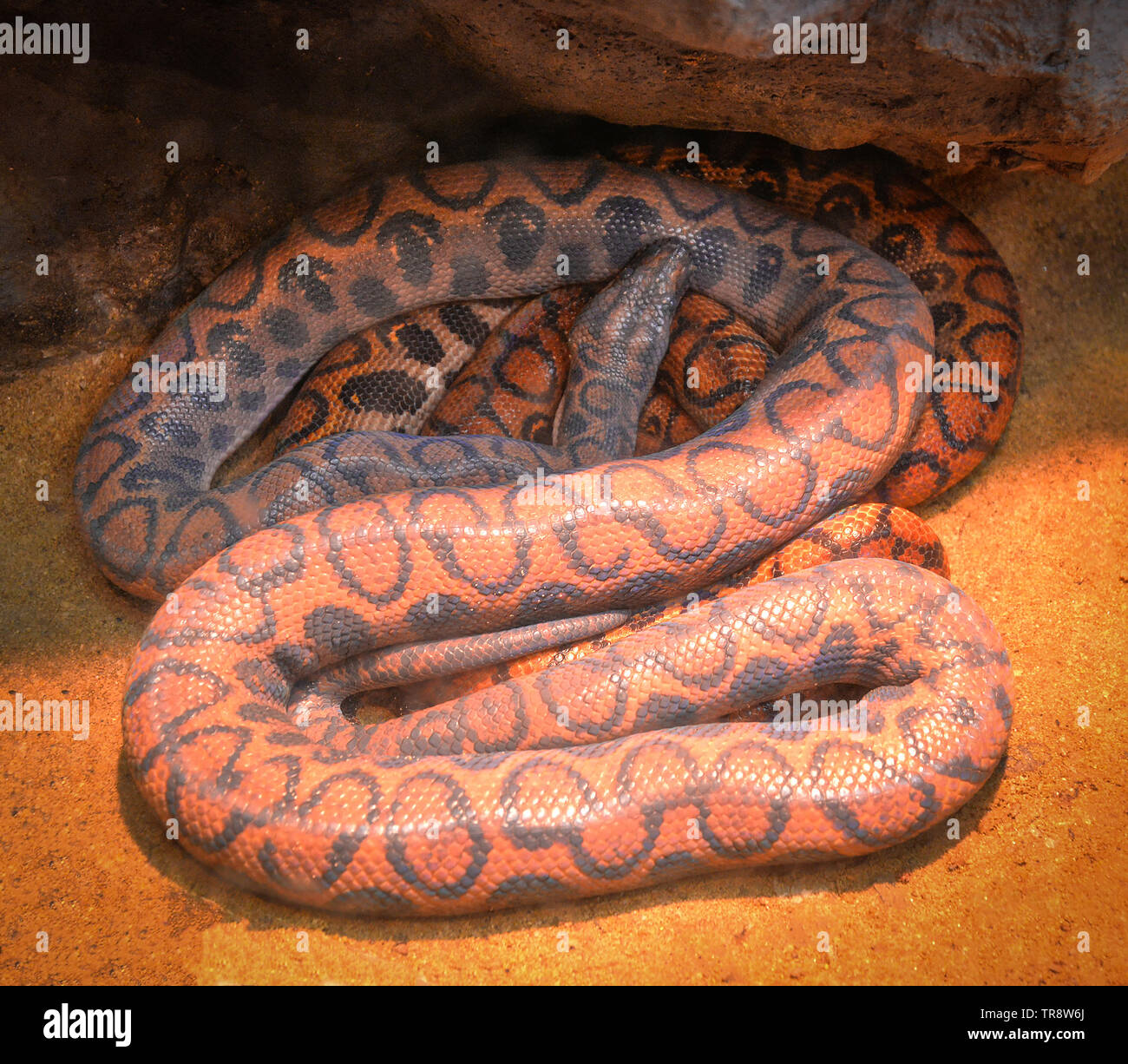 Snake of brazilian rainbow boa lying on ground / Epicrates cenchria cenchria Stock Photo