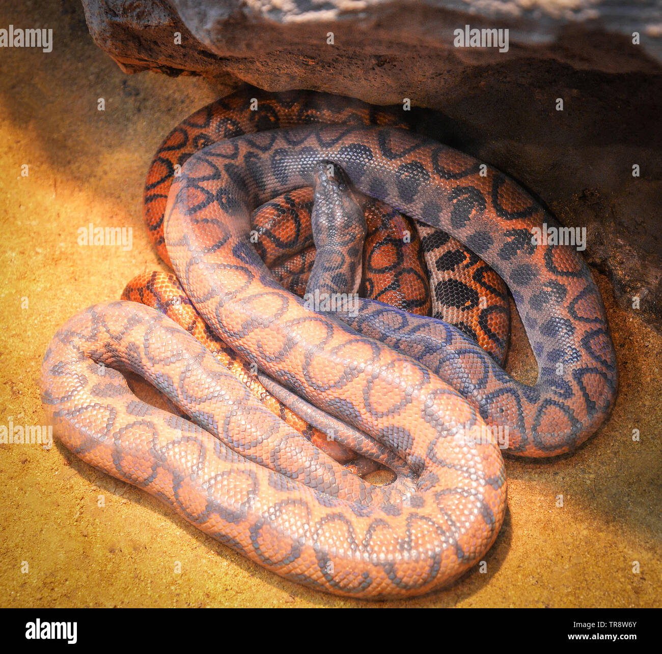 Snake of brazilian rainbow boa lying on ground / Epicrates cenchria cenchria Stock Photo