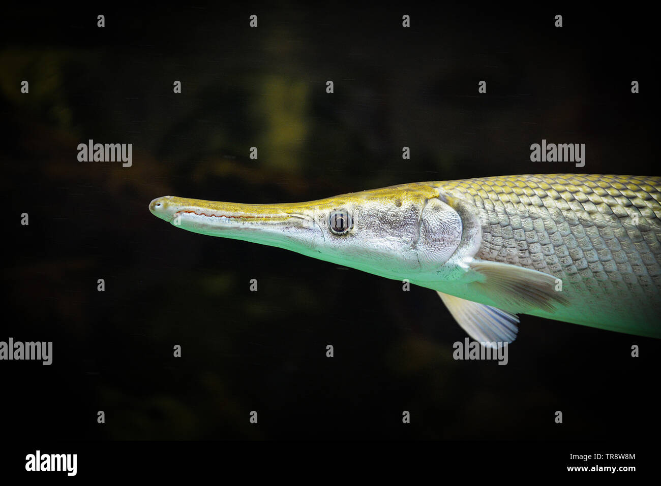Alligator gar fish swimming in the fish tank underwater aquarium / Atractosteus spatula Stock Photo