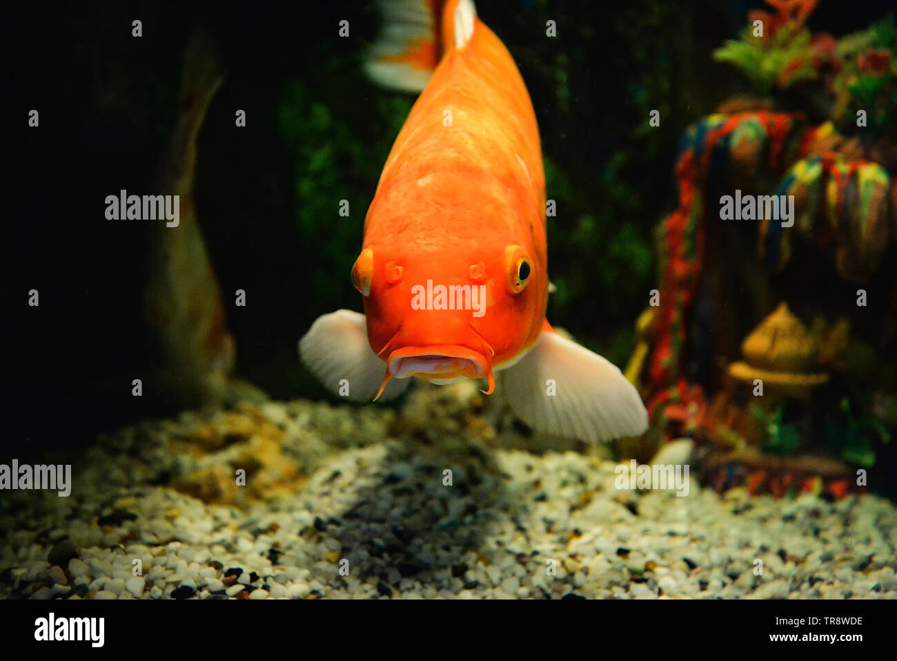 Common sales goldfish tank