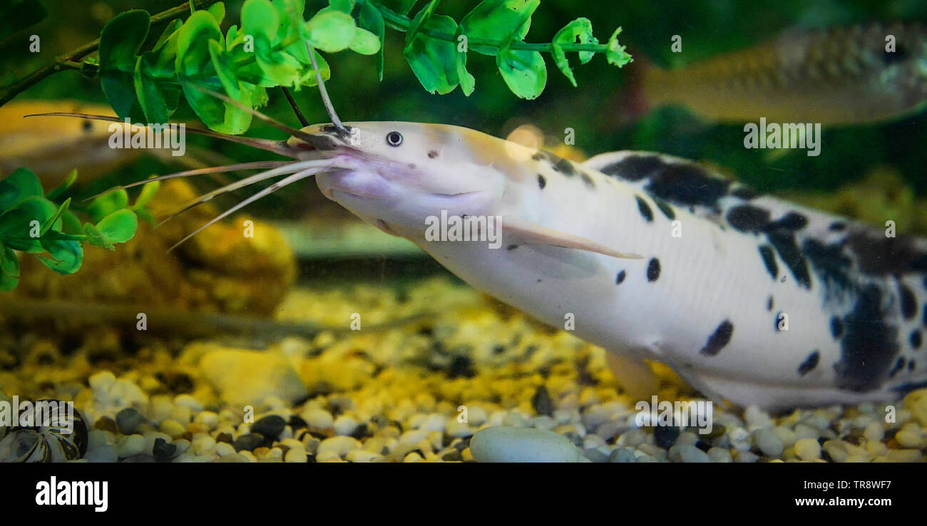 Albino catfish spotted swimming underwater aquarium Stock Photo