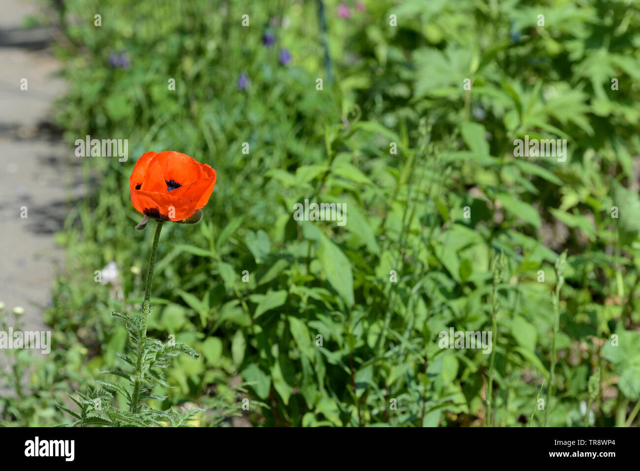 Beautiful garden poppy close up on a bright sunny day Stock Photo