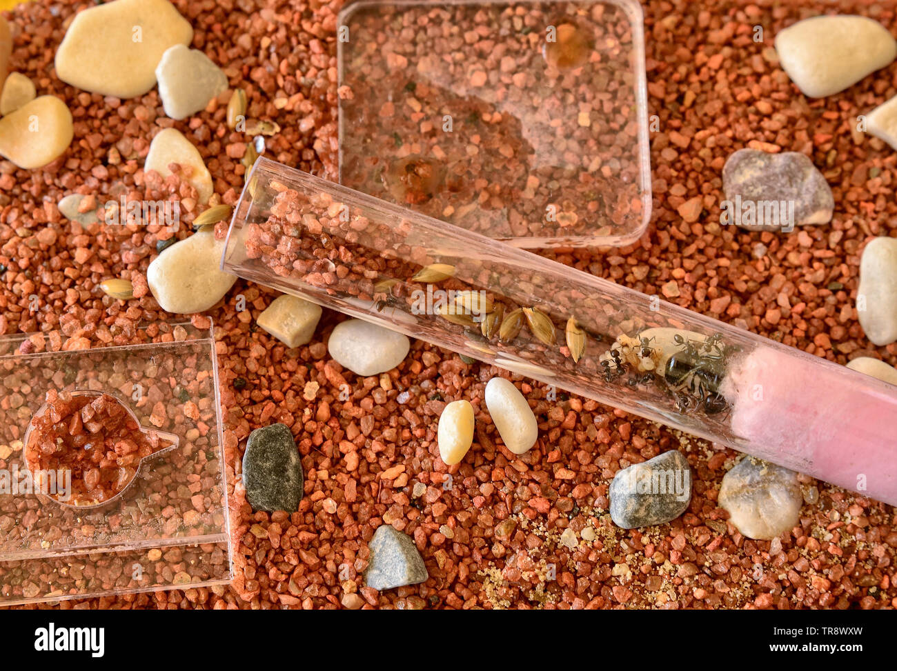 Anthill in captivity: in the newly introduced test tube the queen is surrounded by workers and her eggs. The workers move around the queen. Stock Photo