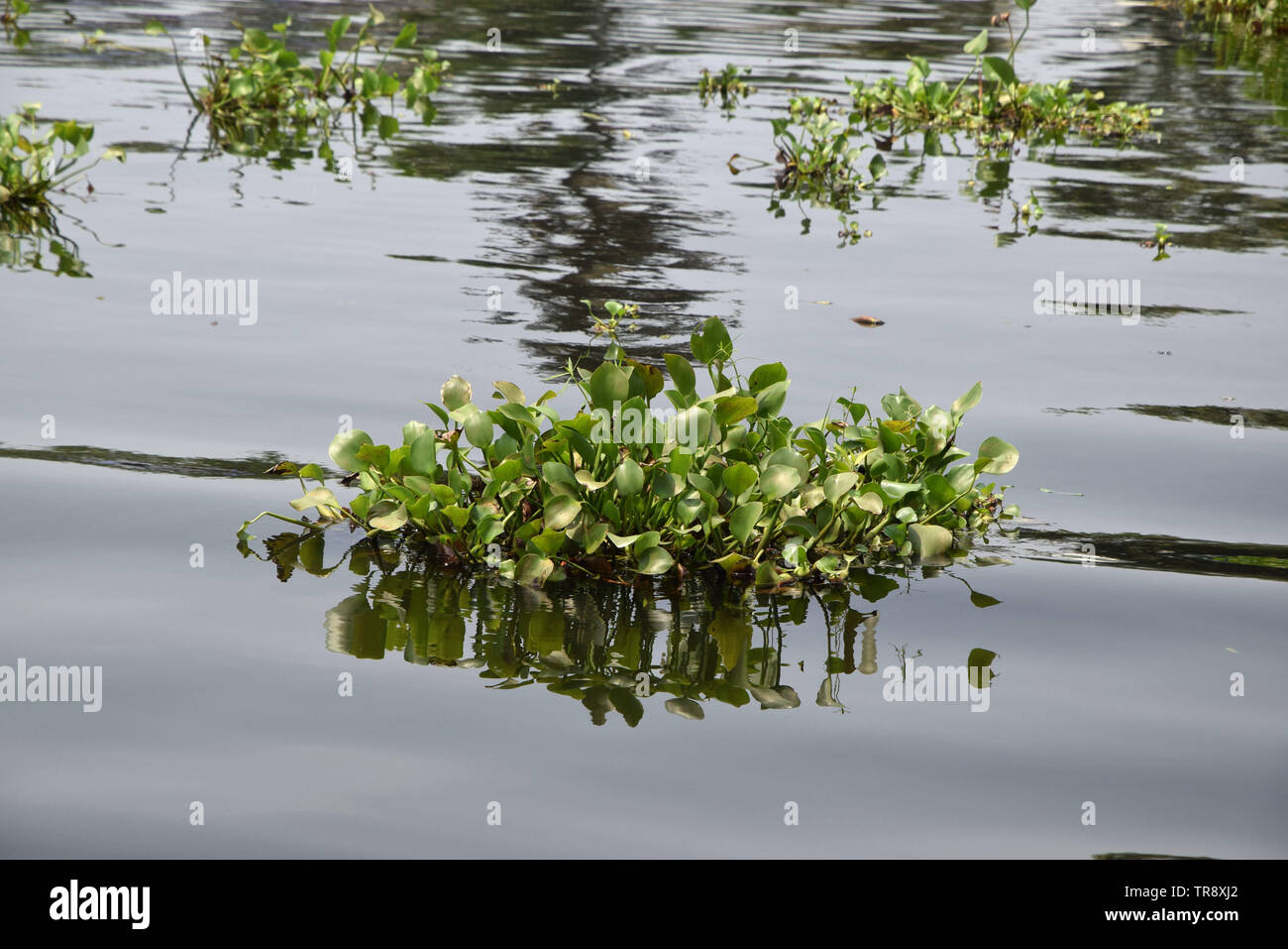 Common Water Hyacinth, Eichhornia crassipes, Alleppey, Kerala India