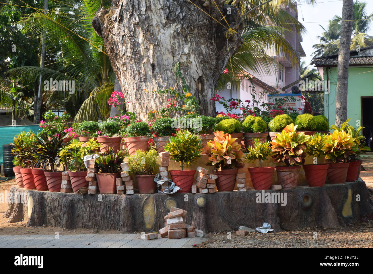 Pot plants, alleppey, kerala, india Stock Photo Alamy