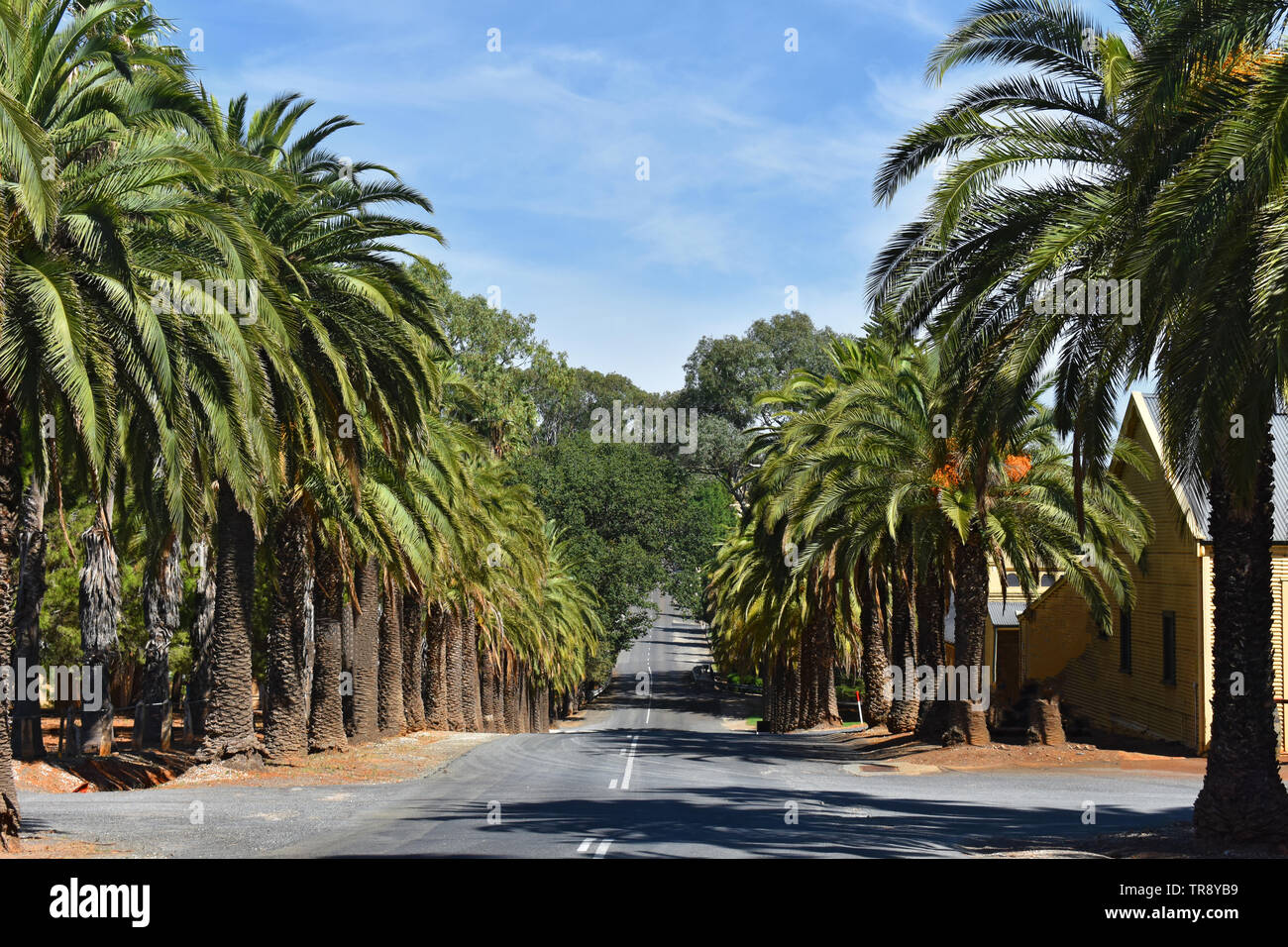Palm Avenue at Barossa Valley, Seppeltsfield, South Australia, SA, Australia Stock Photo