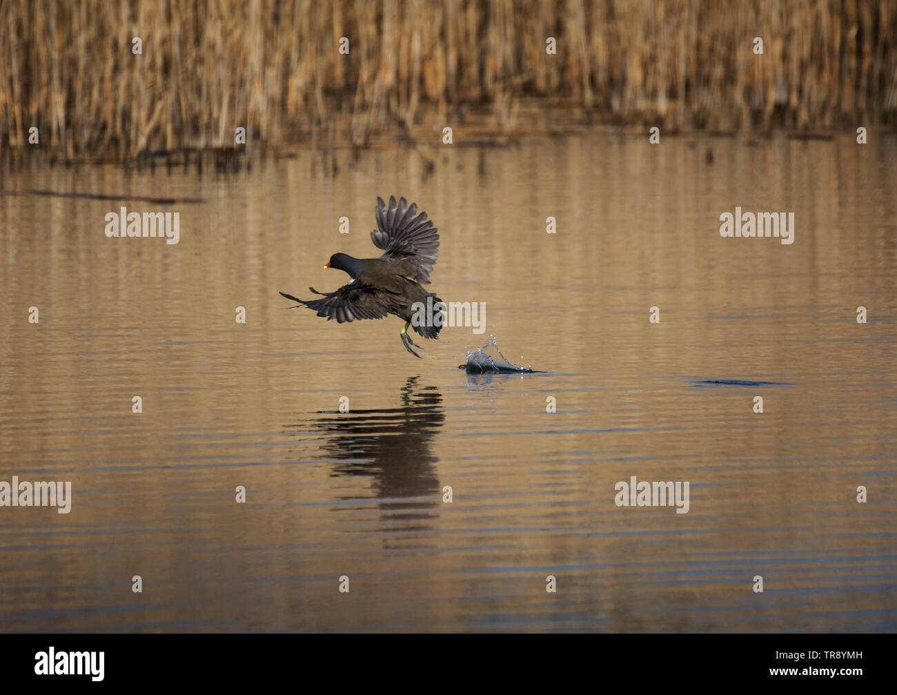 Common Moorhen or European Moorhen, gallinula chloropus, in flight, landing on Pond, Lancashire, UK Stock Photo