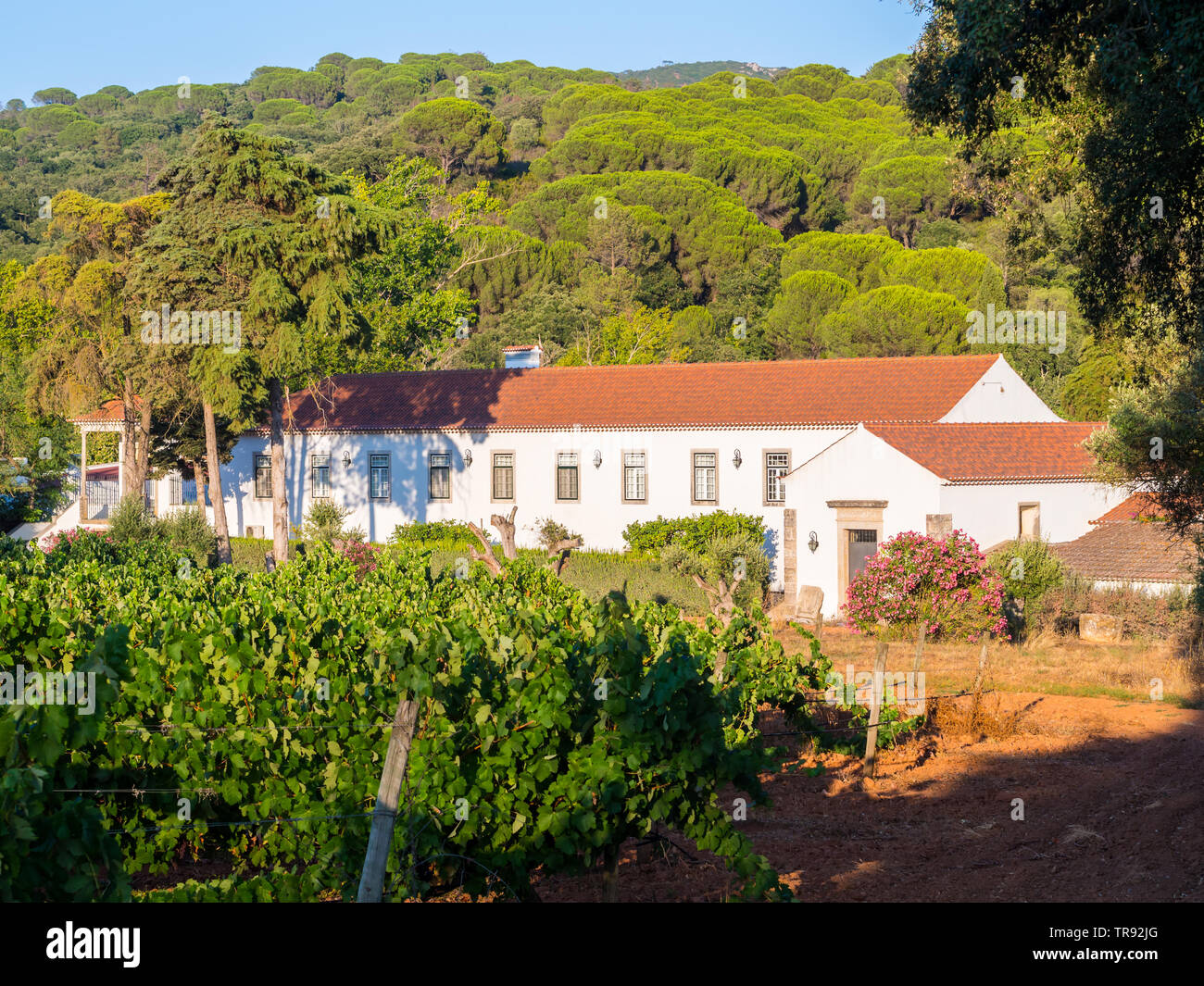 SETUBAL, PORTUGAL – AUGUST 25, 2018: Winery Quinta de Alcube in Setubal region, Portugal. Stock Photo